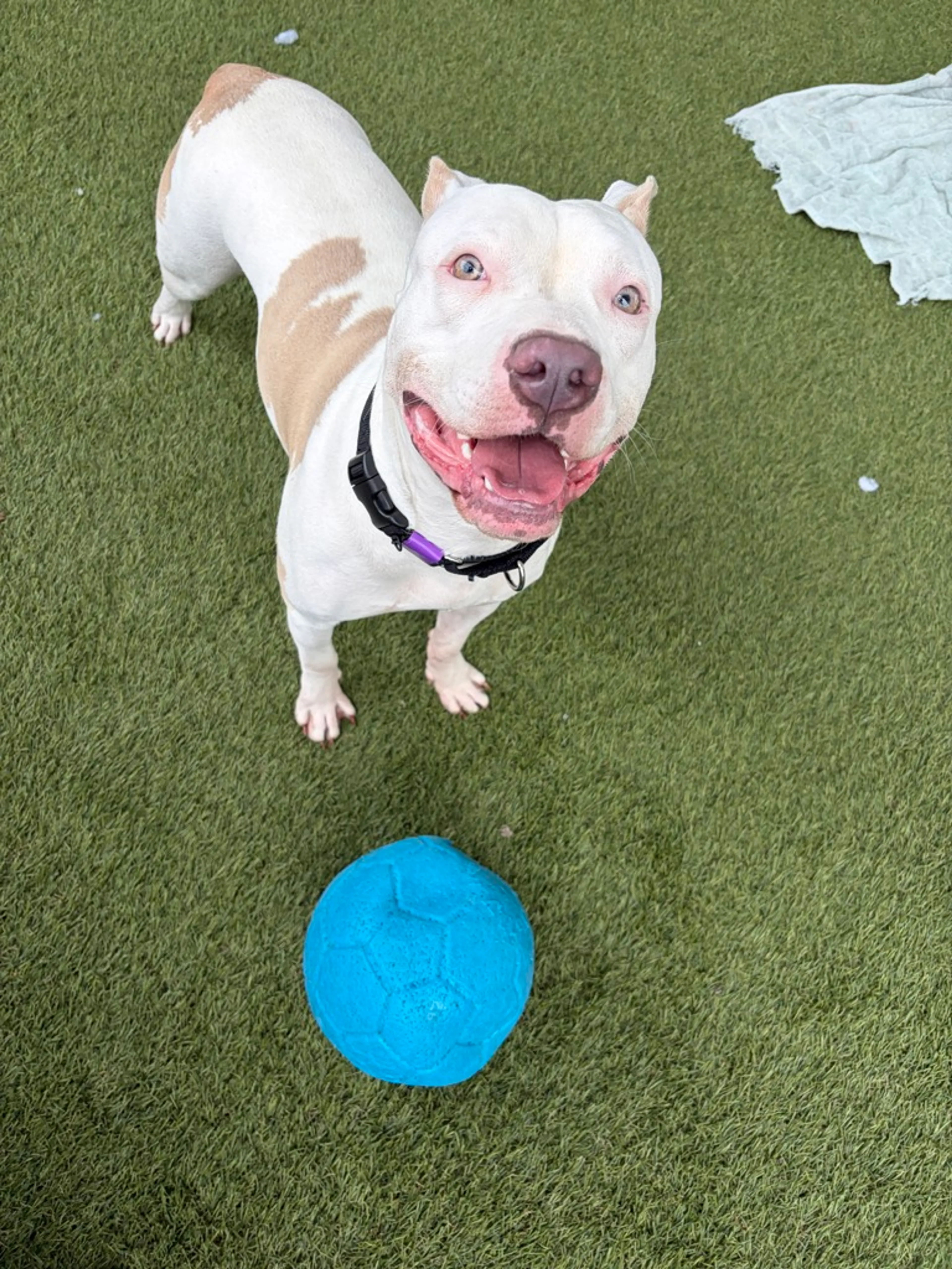 Found pet-38
