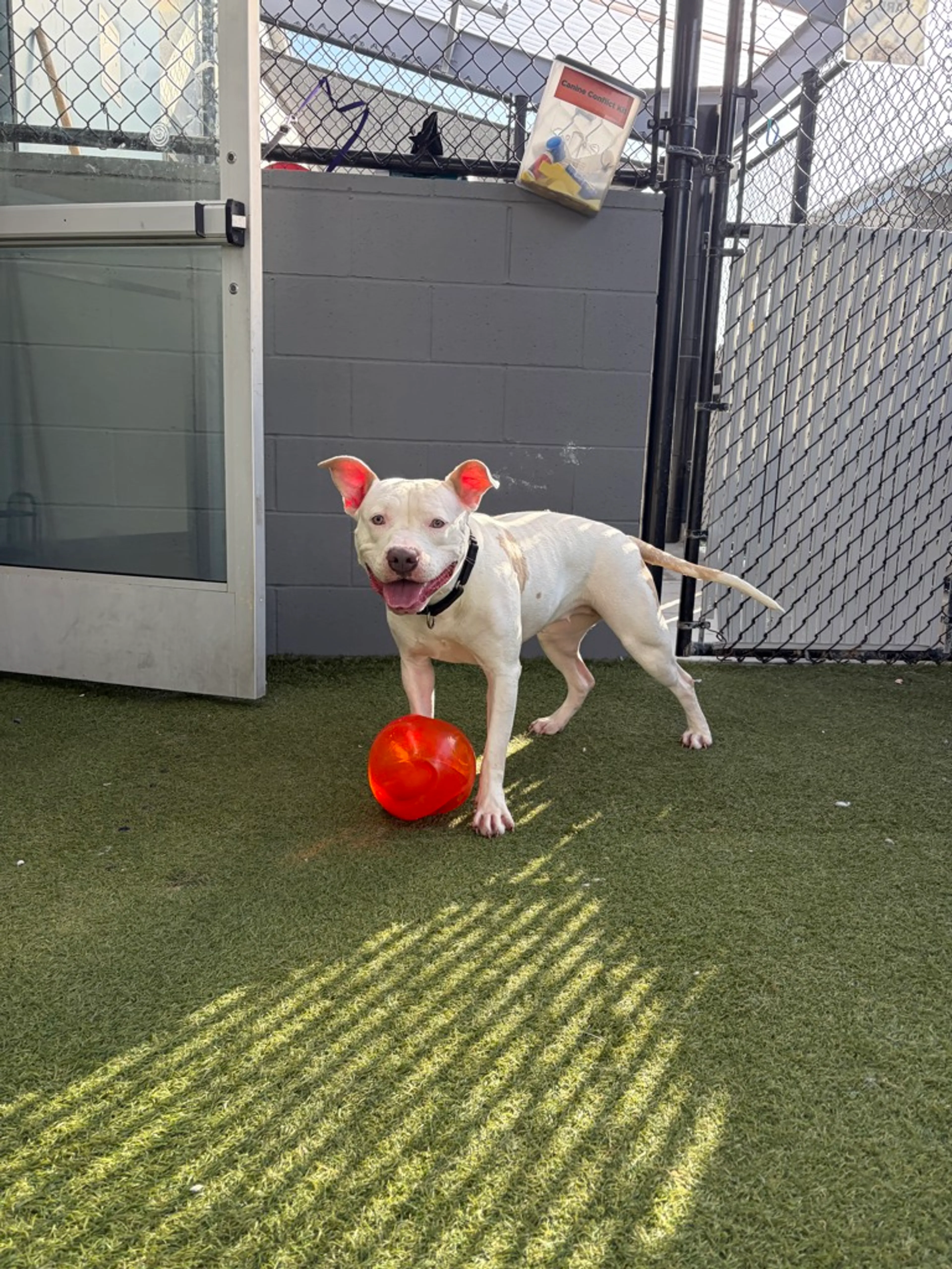 Found pet-7
