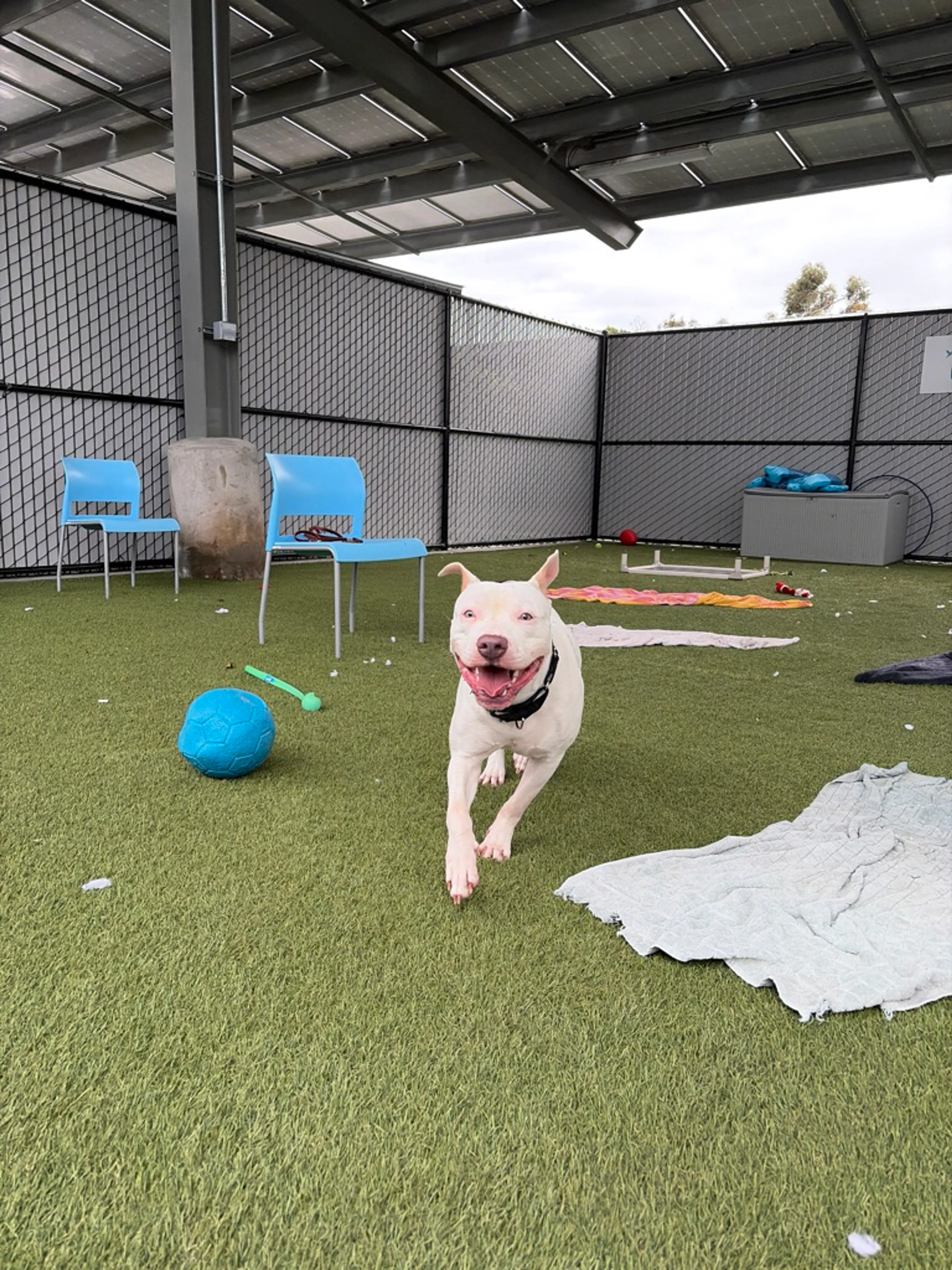 Found pet-37