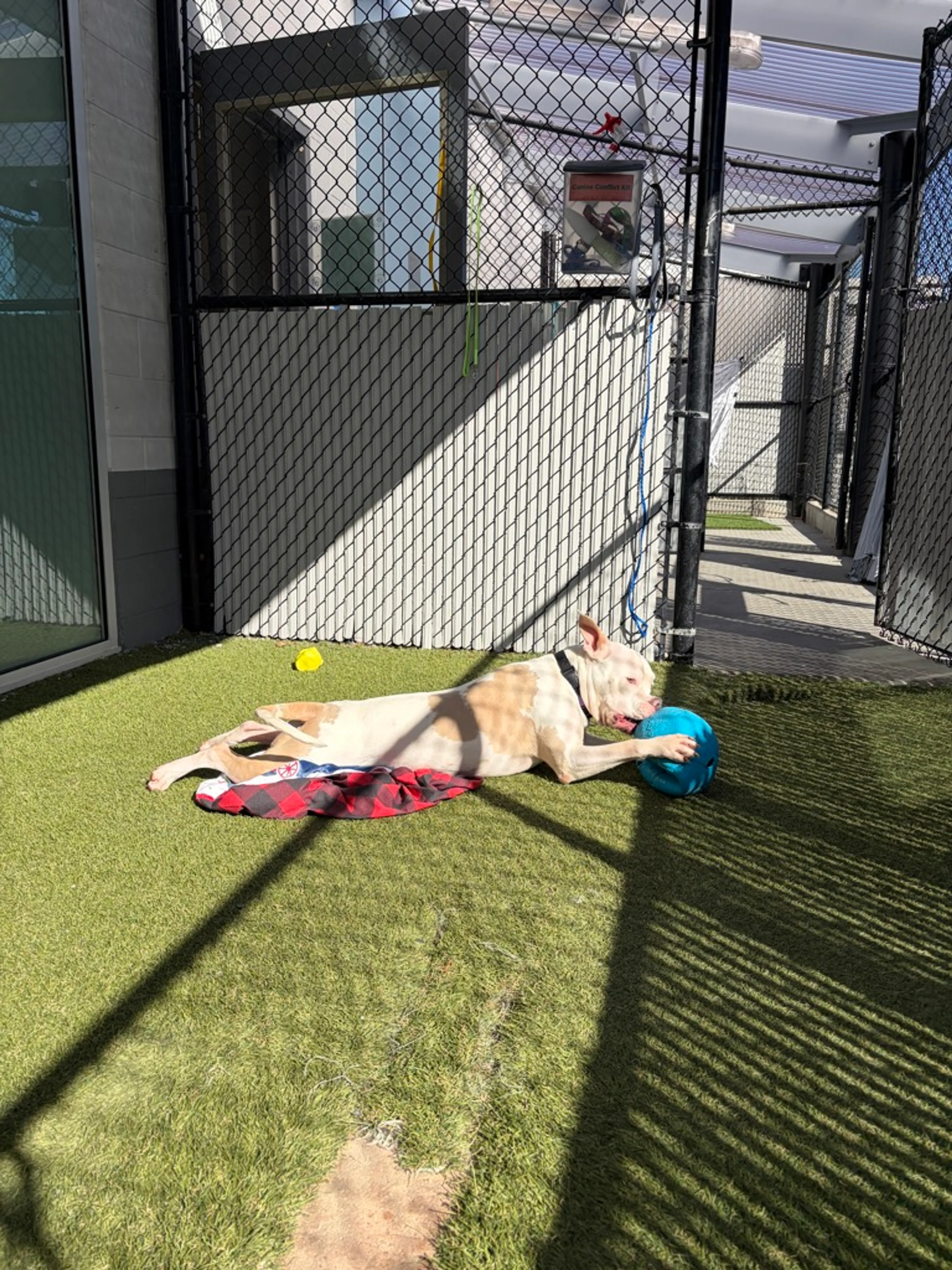 Found pet-20