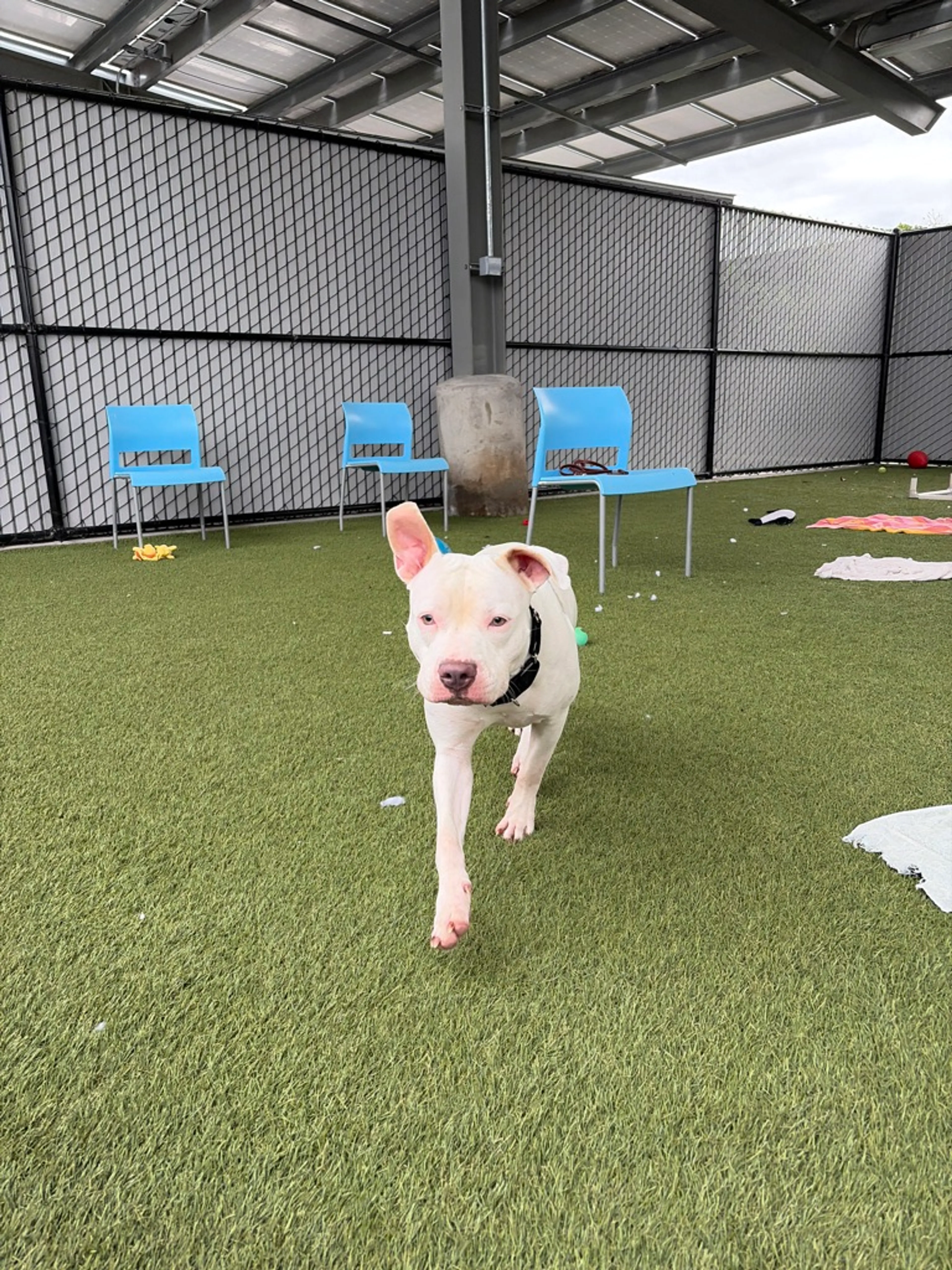 Found pet-36