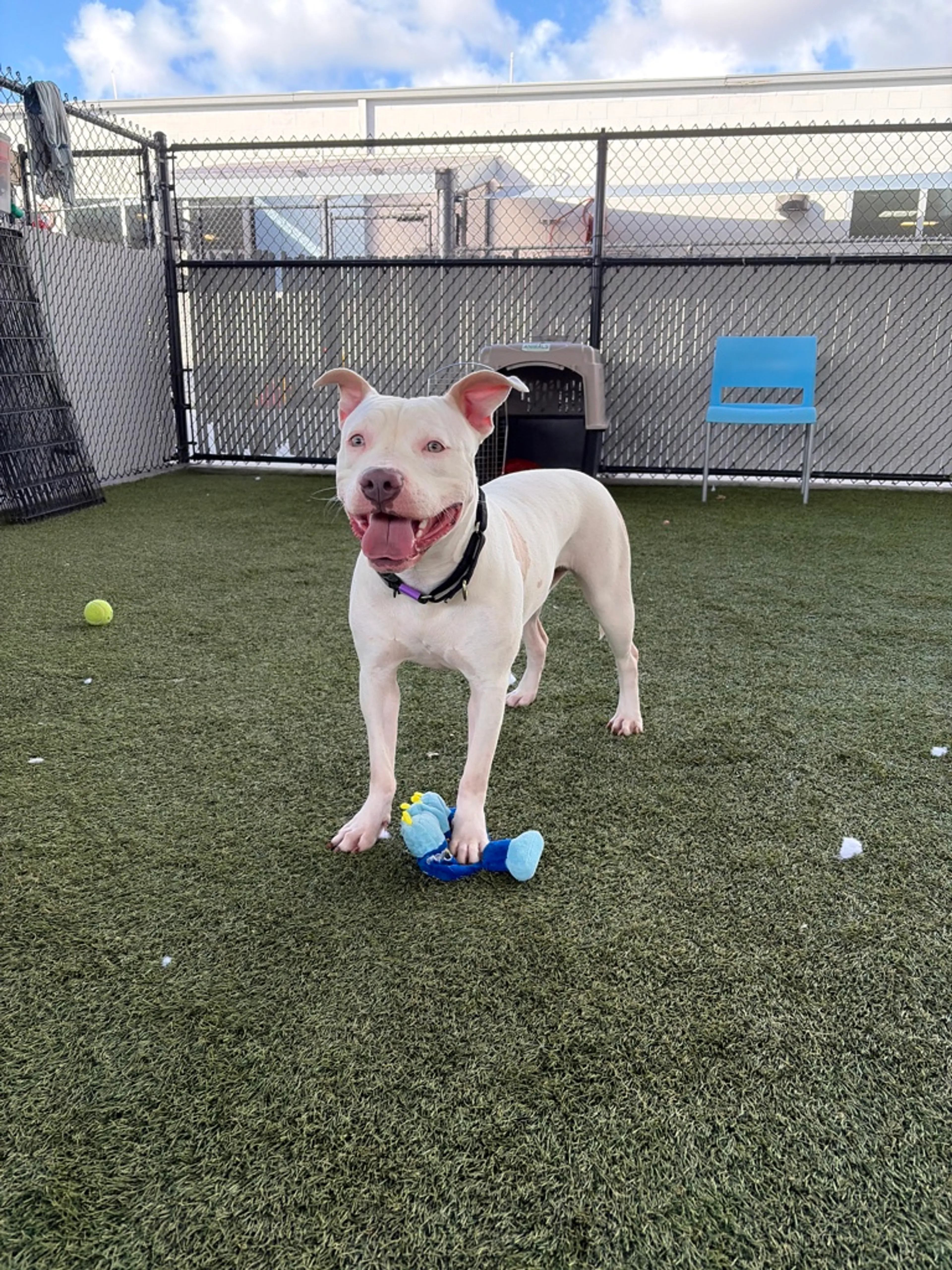 Found pet-27