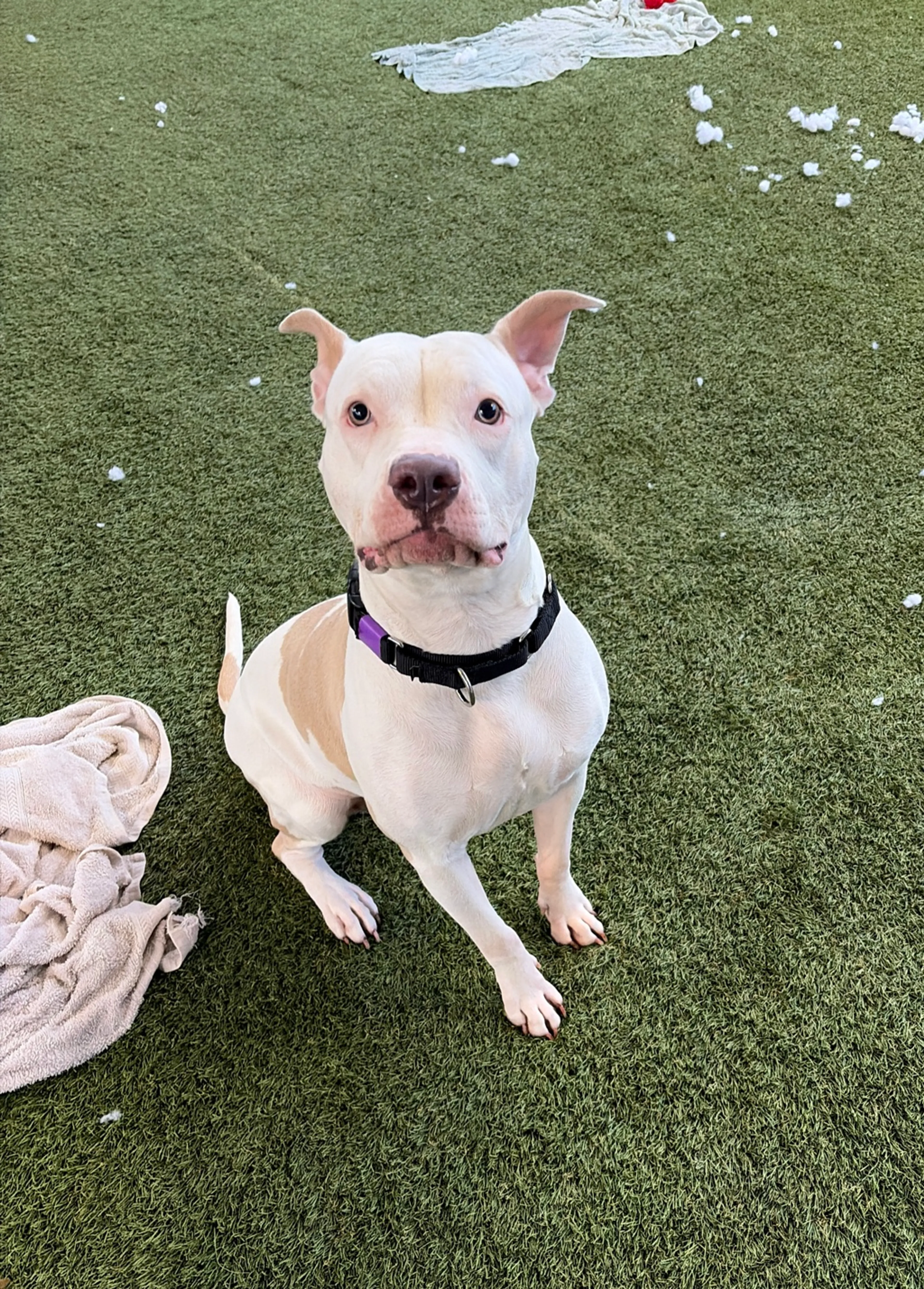 Found pet-34