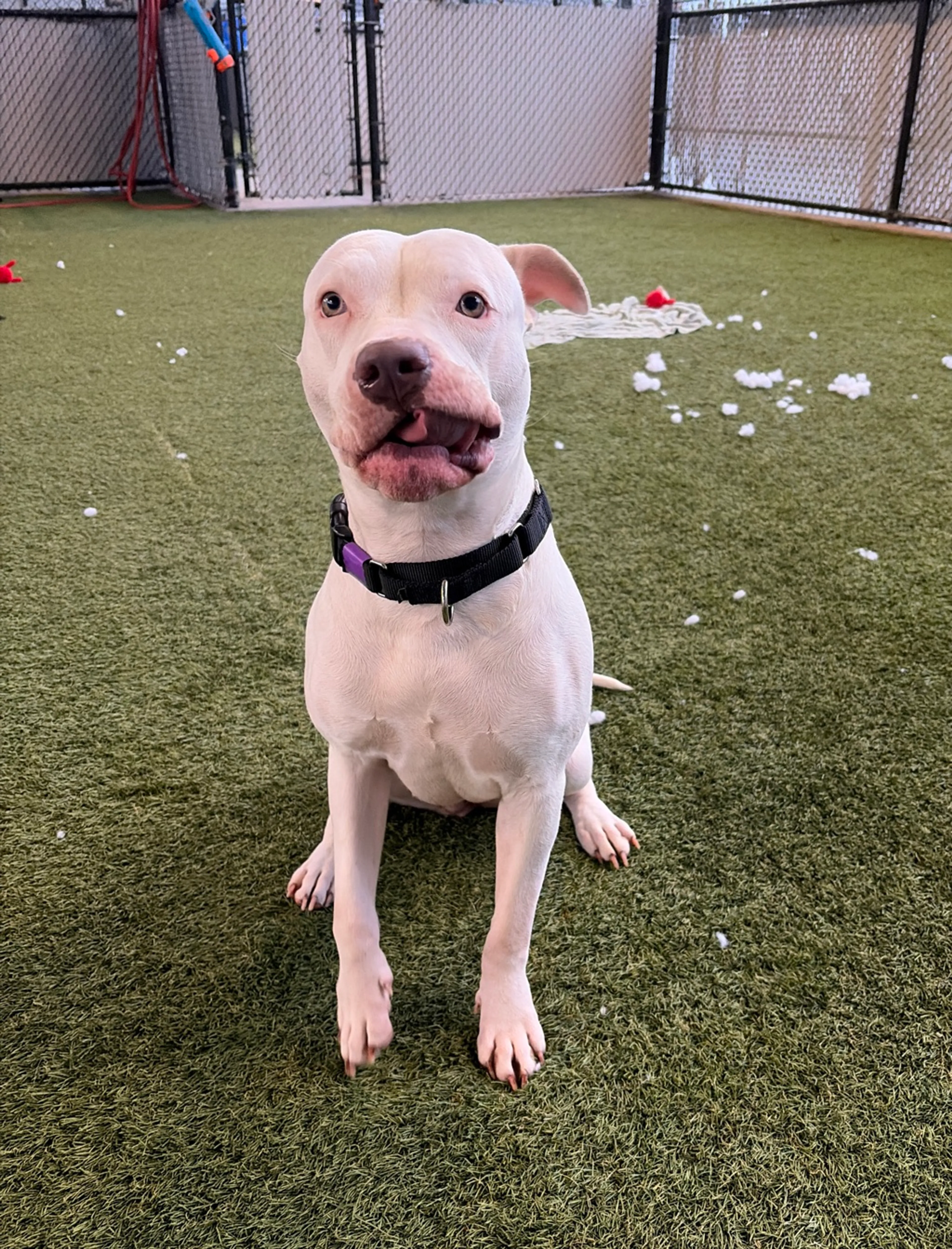 Found pet-35