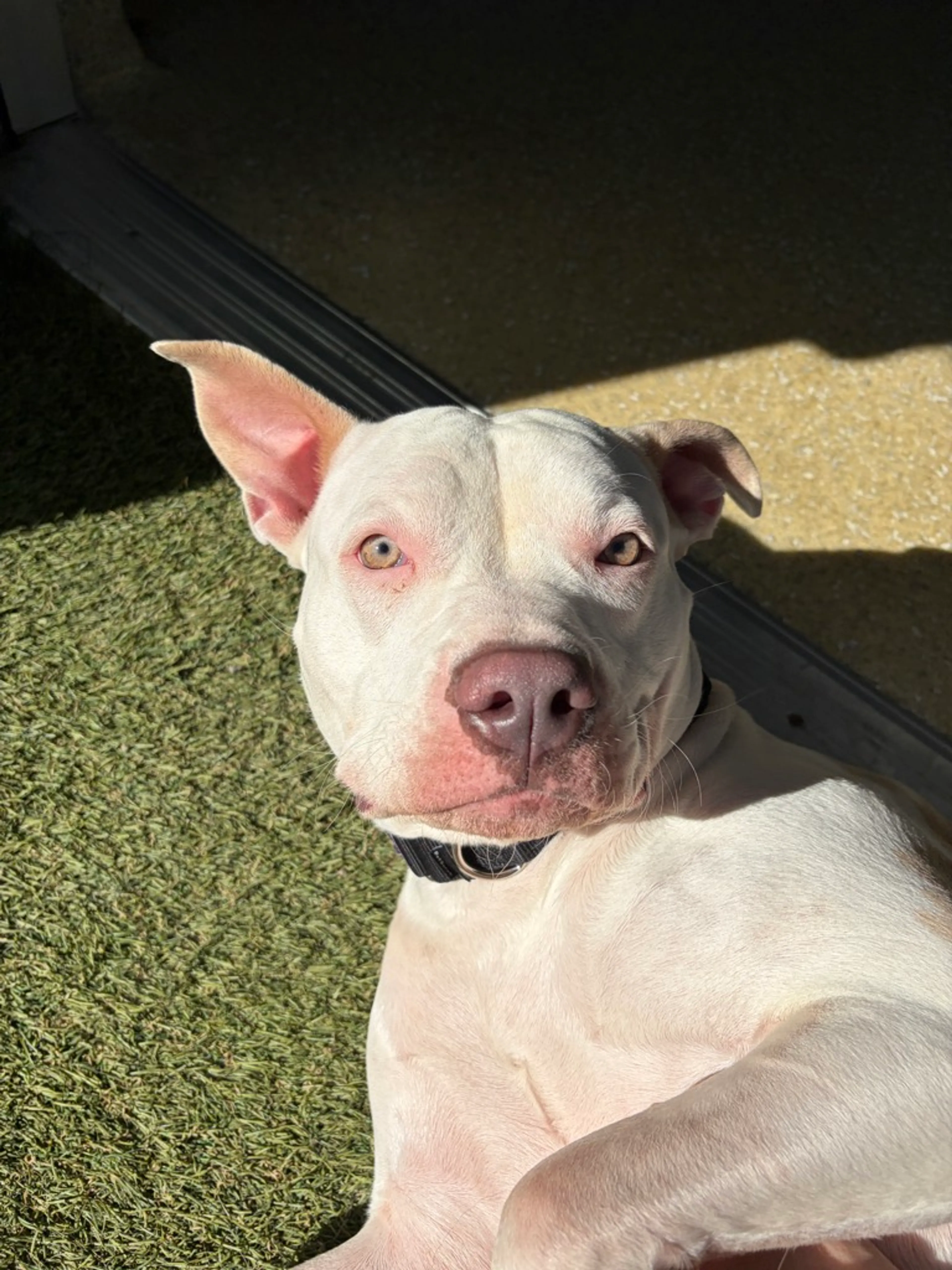 Found pet-33