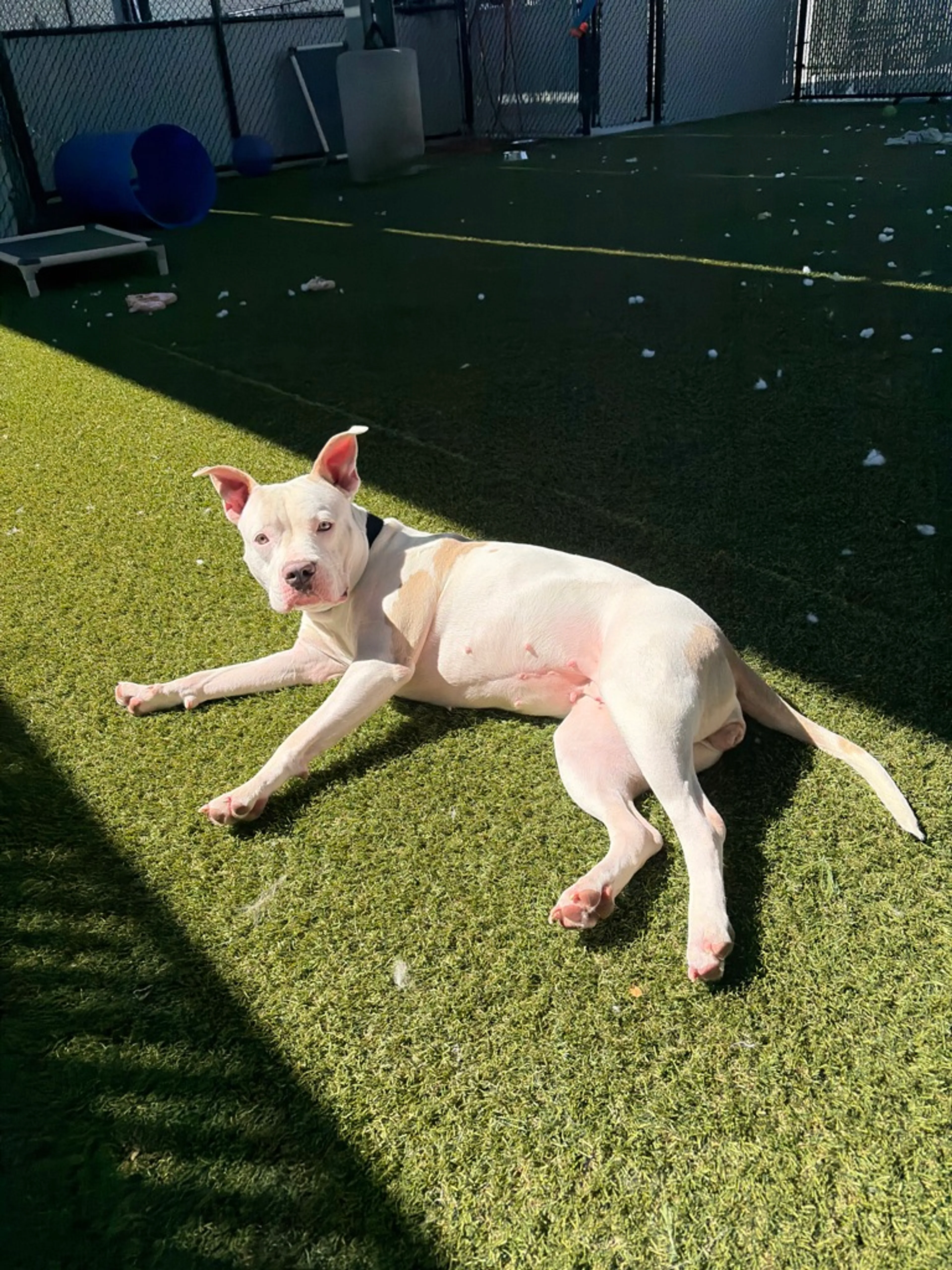 Found pet-18