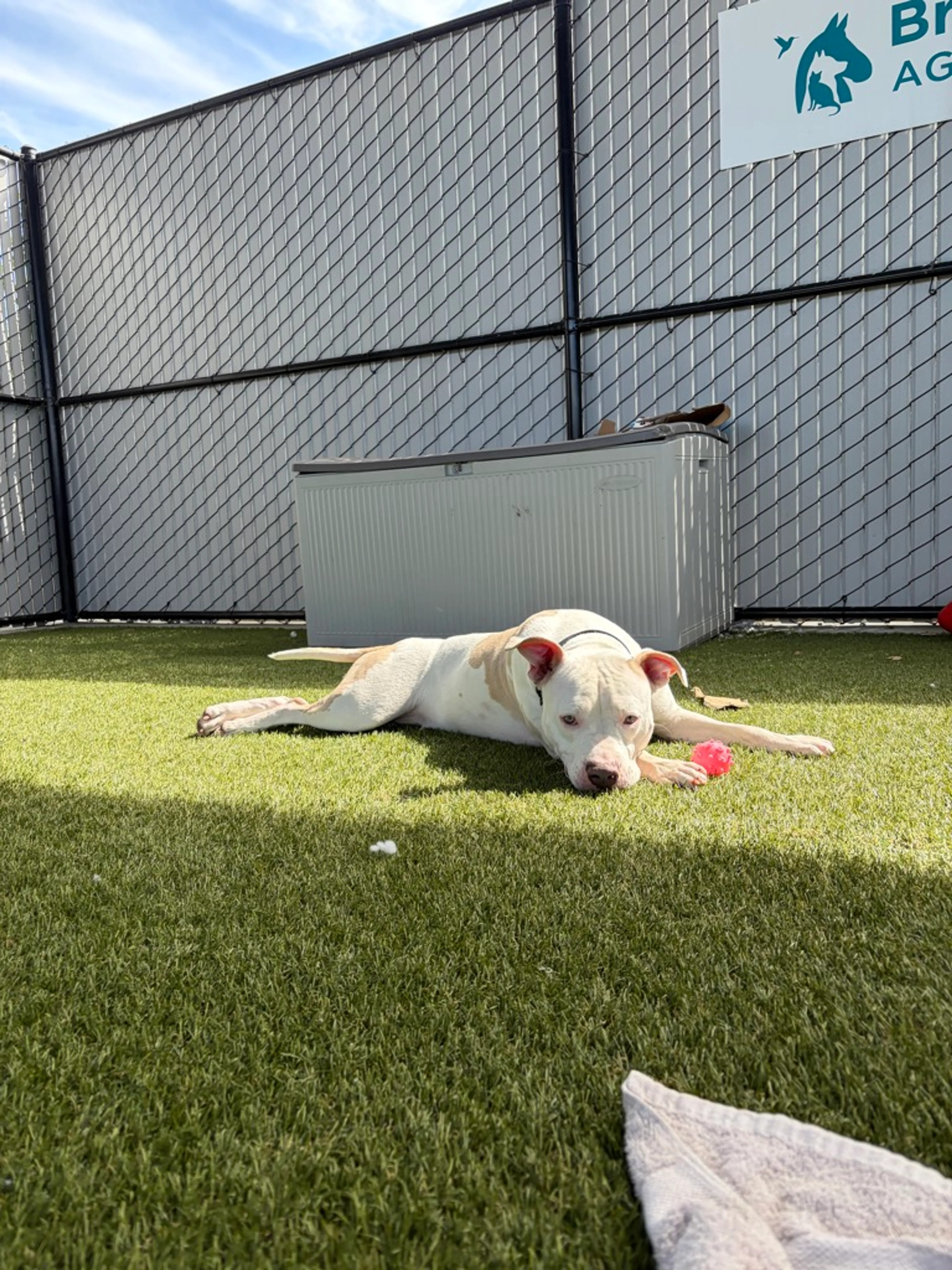 Found pet-12