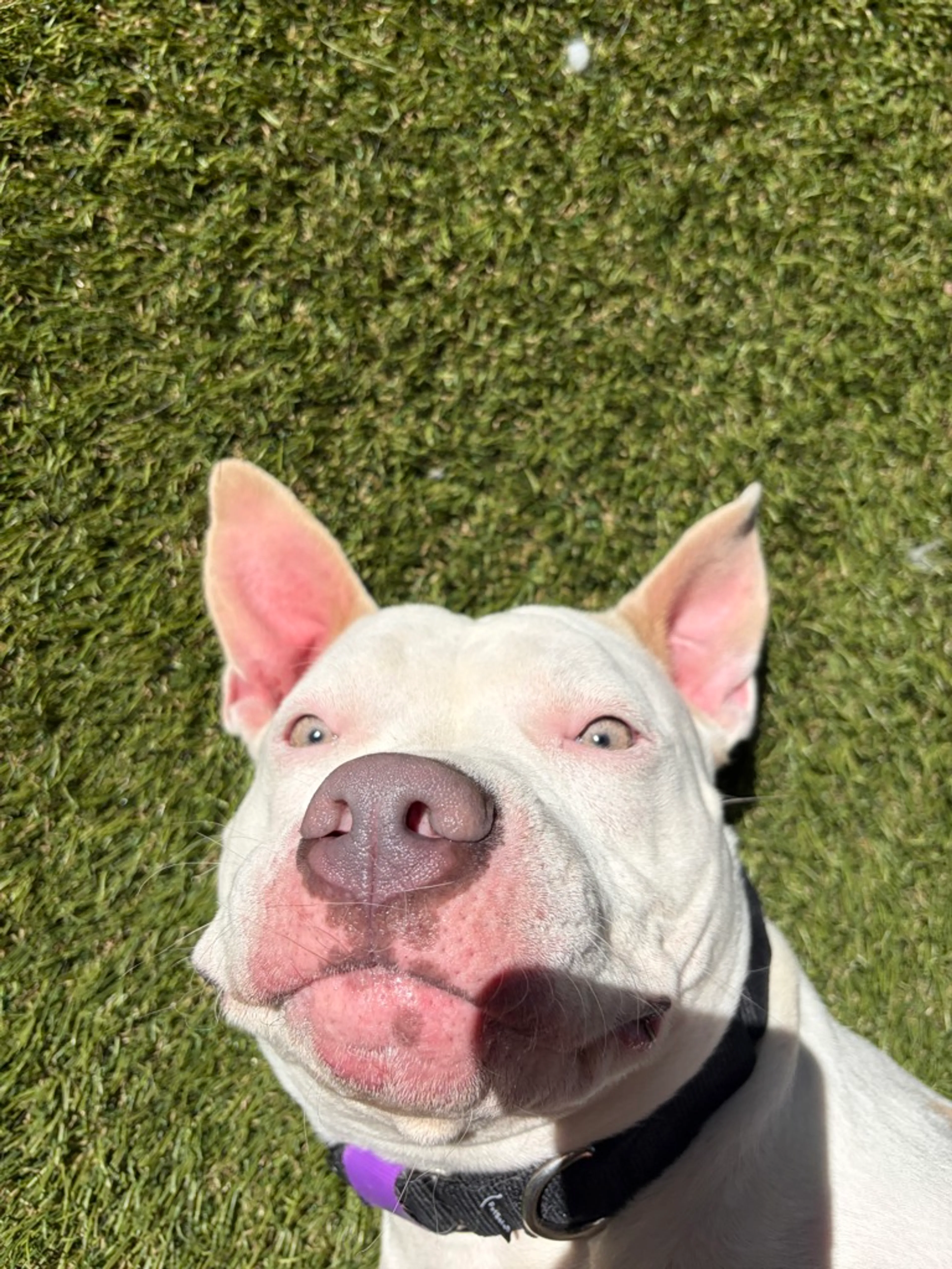 Found pet-19