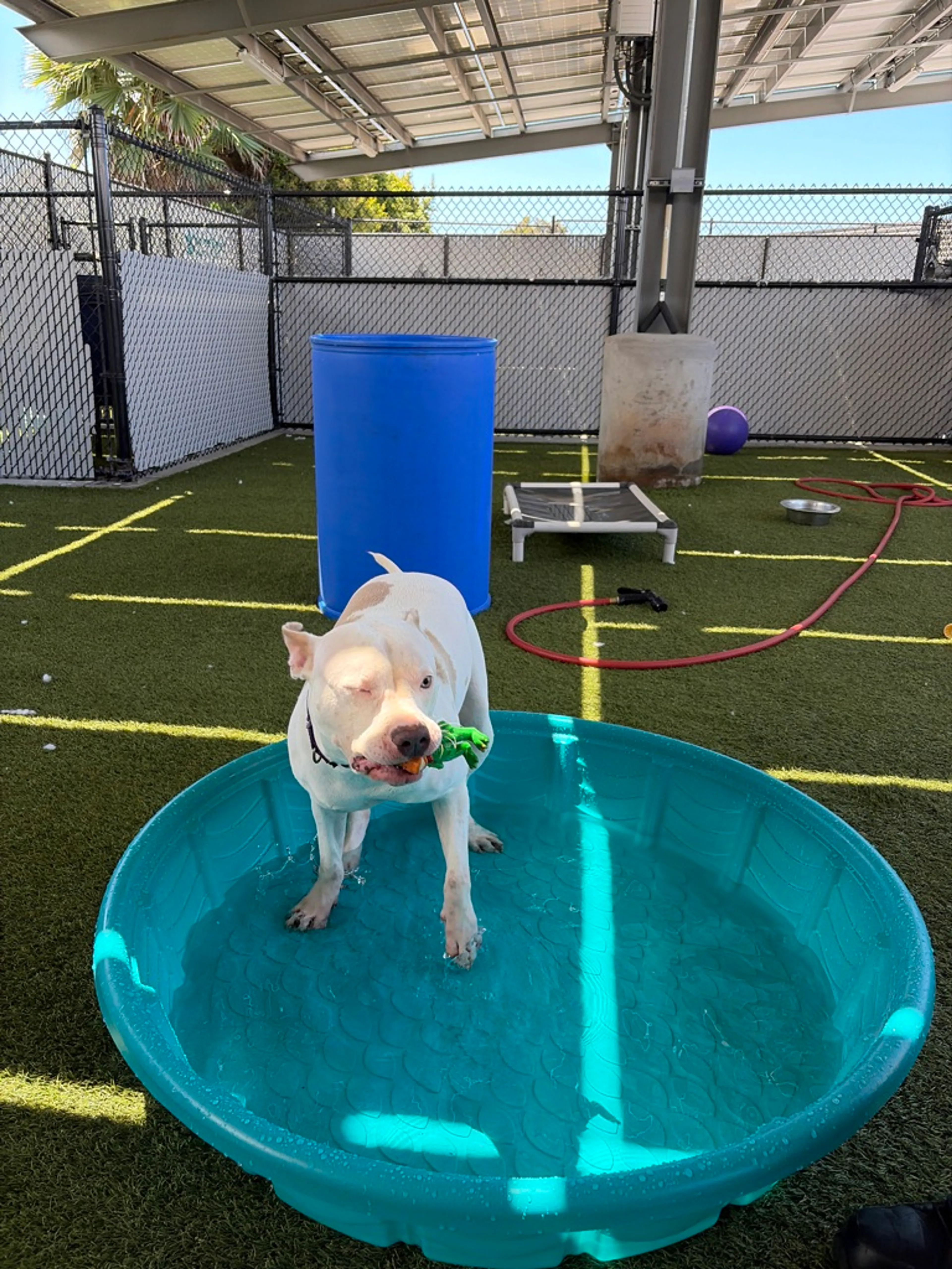 Found pet-4