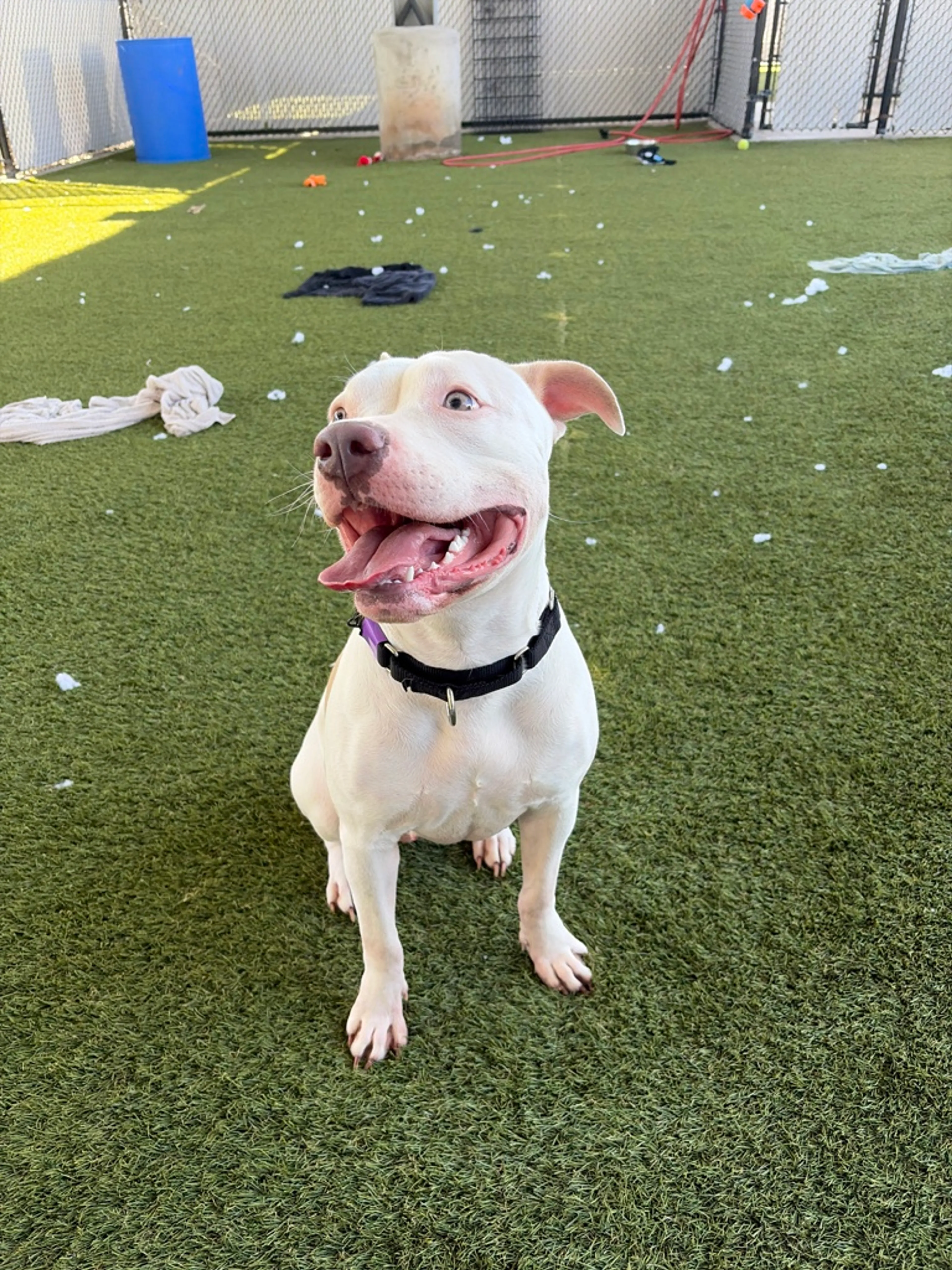 Found pet-26