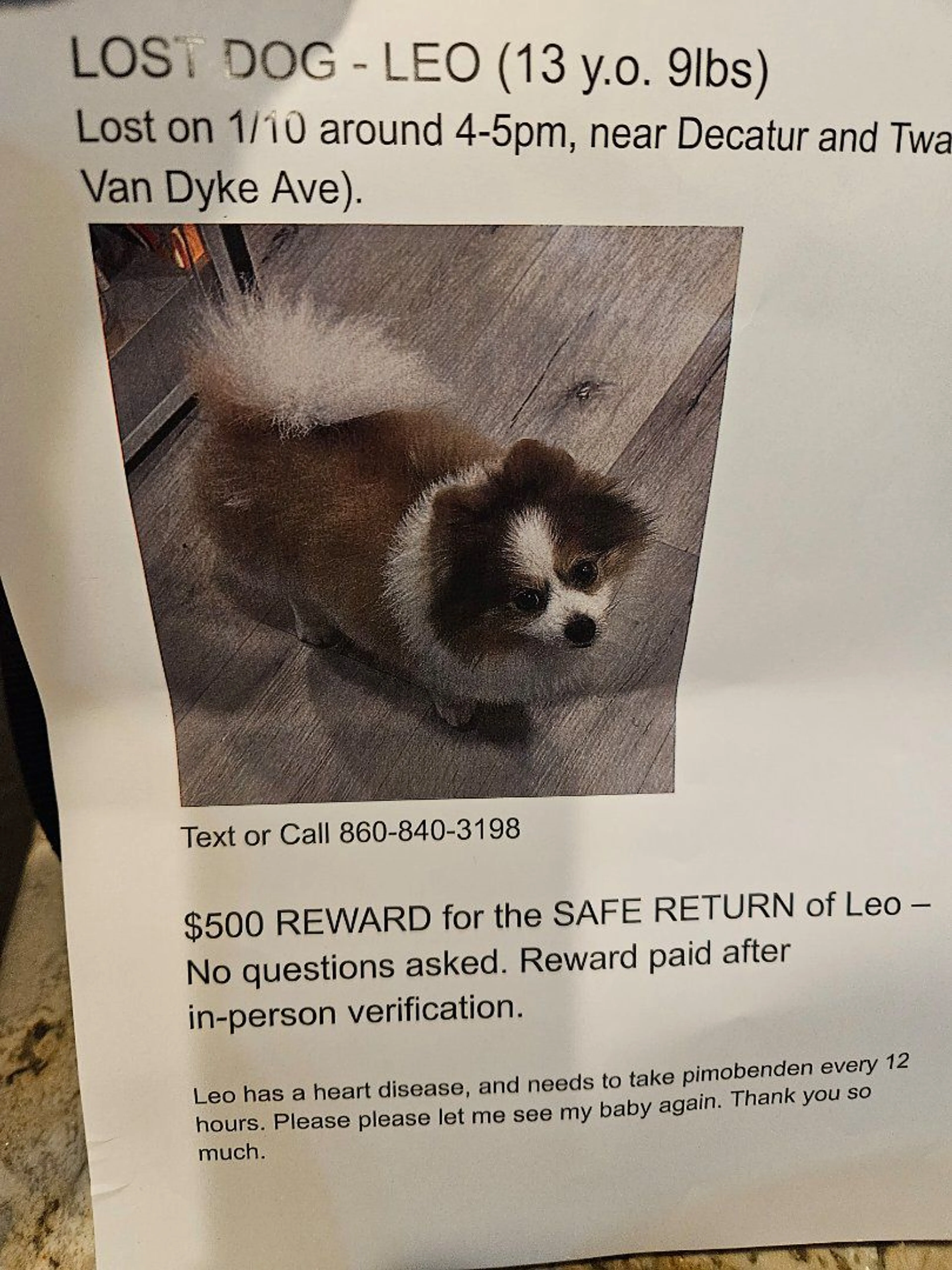 Lost pet