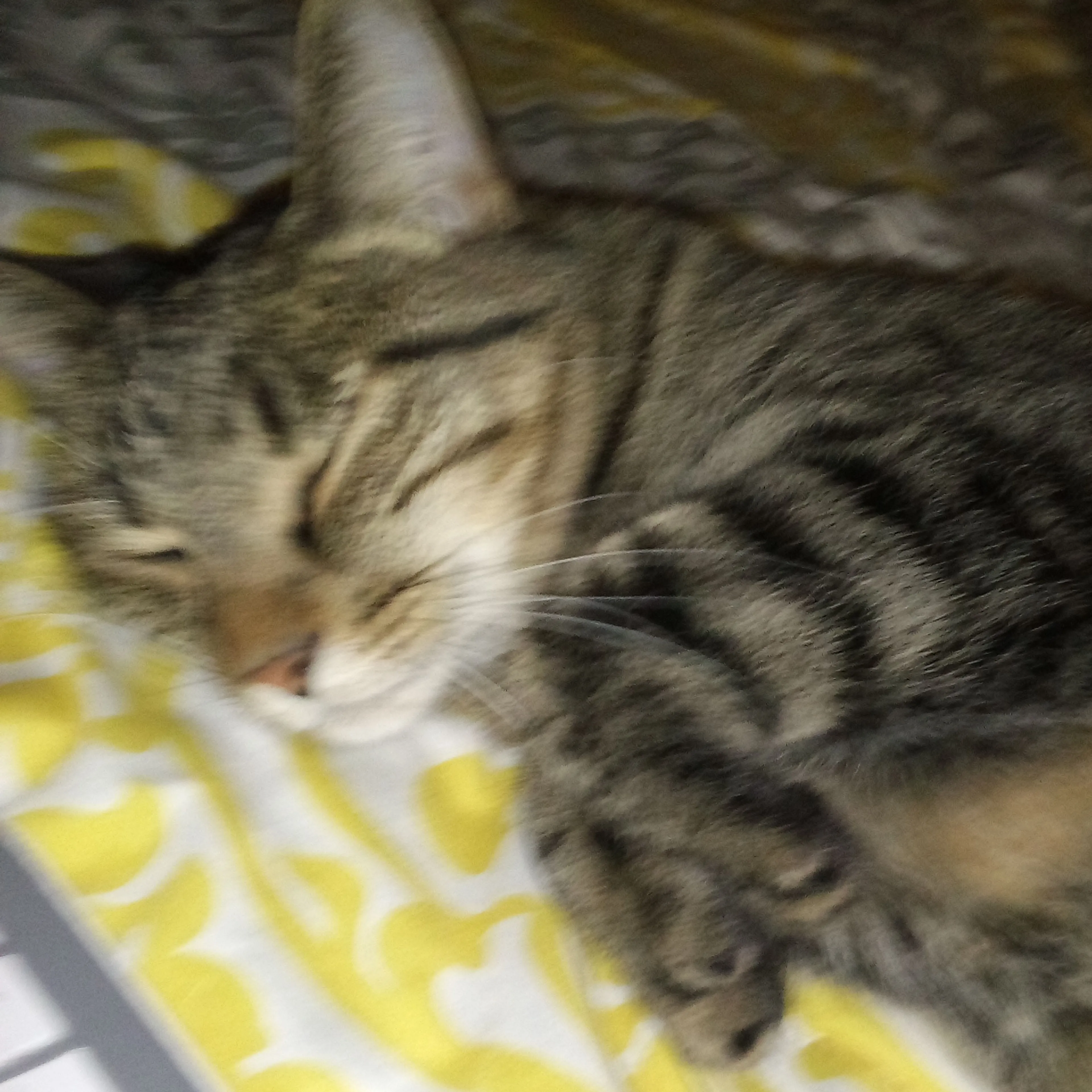 Lost pet-2