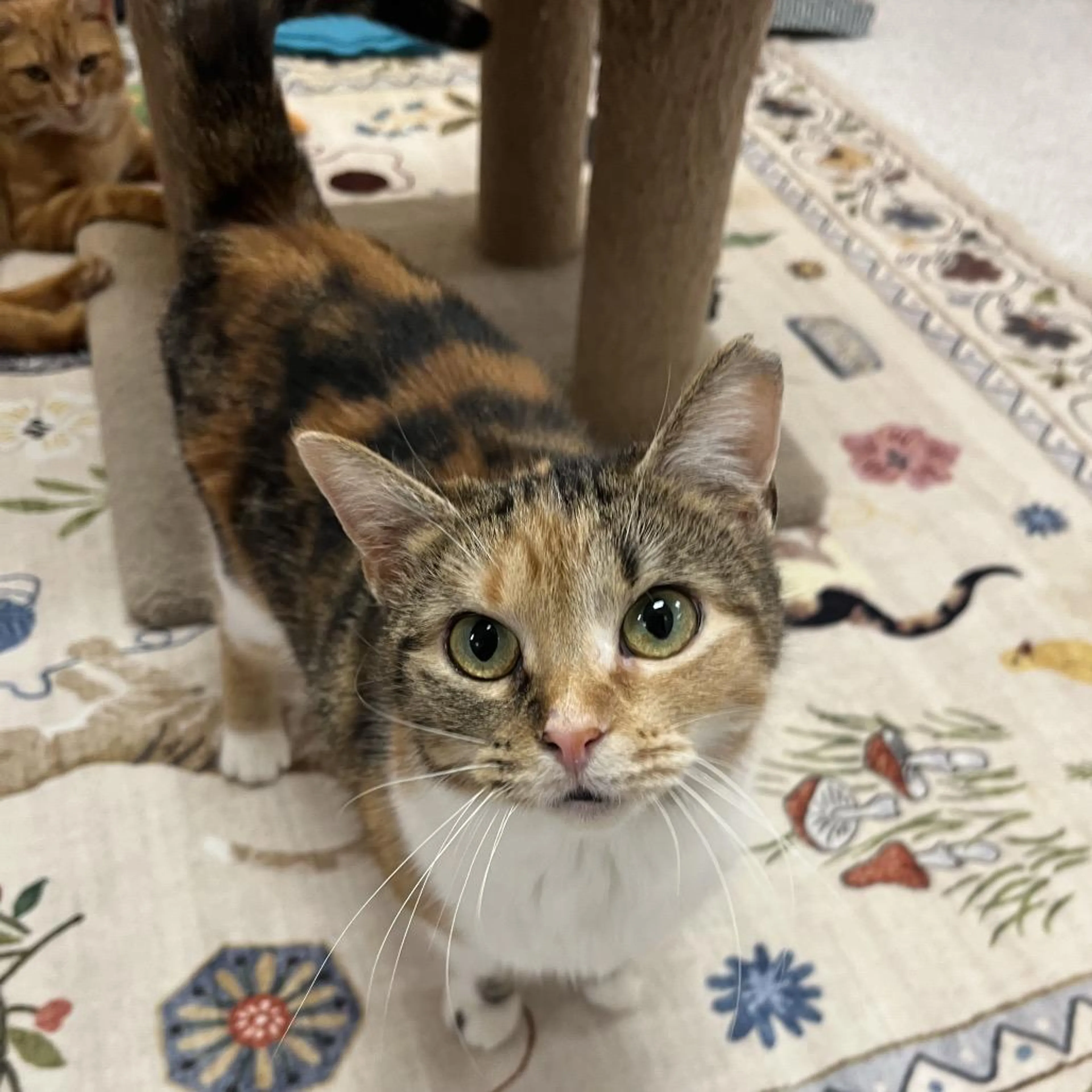 Found pet-1