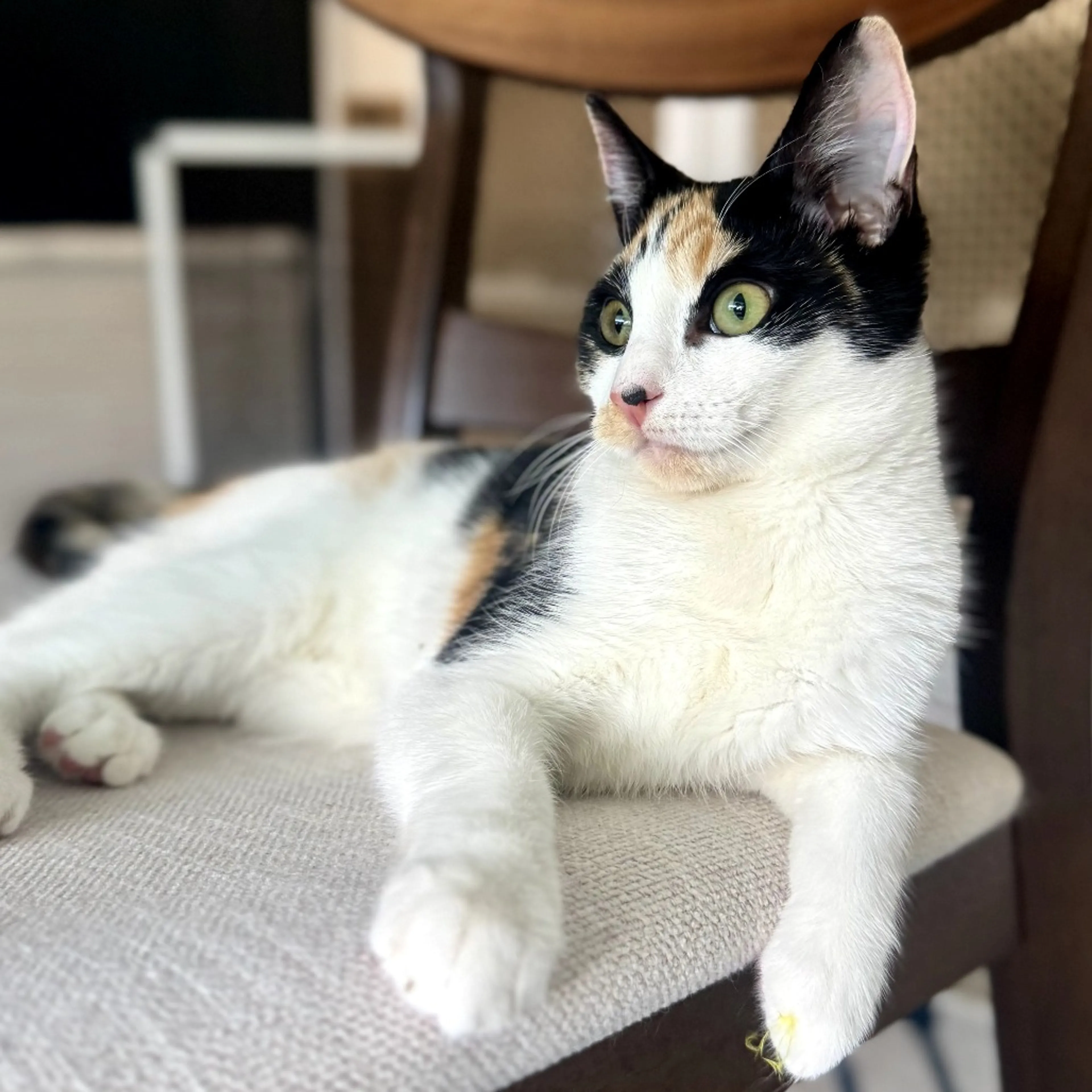 Found pet-2