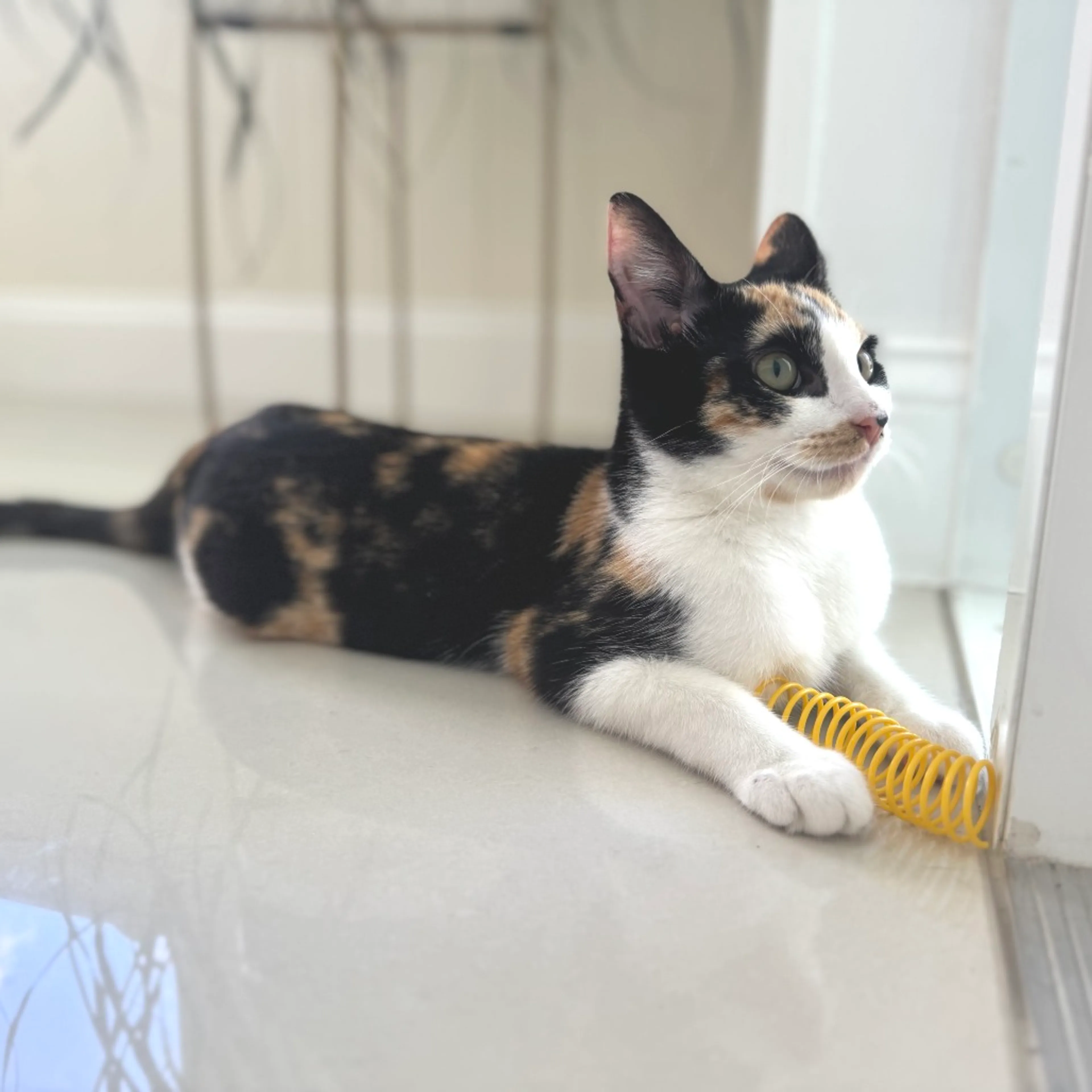 Found pet-0