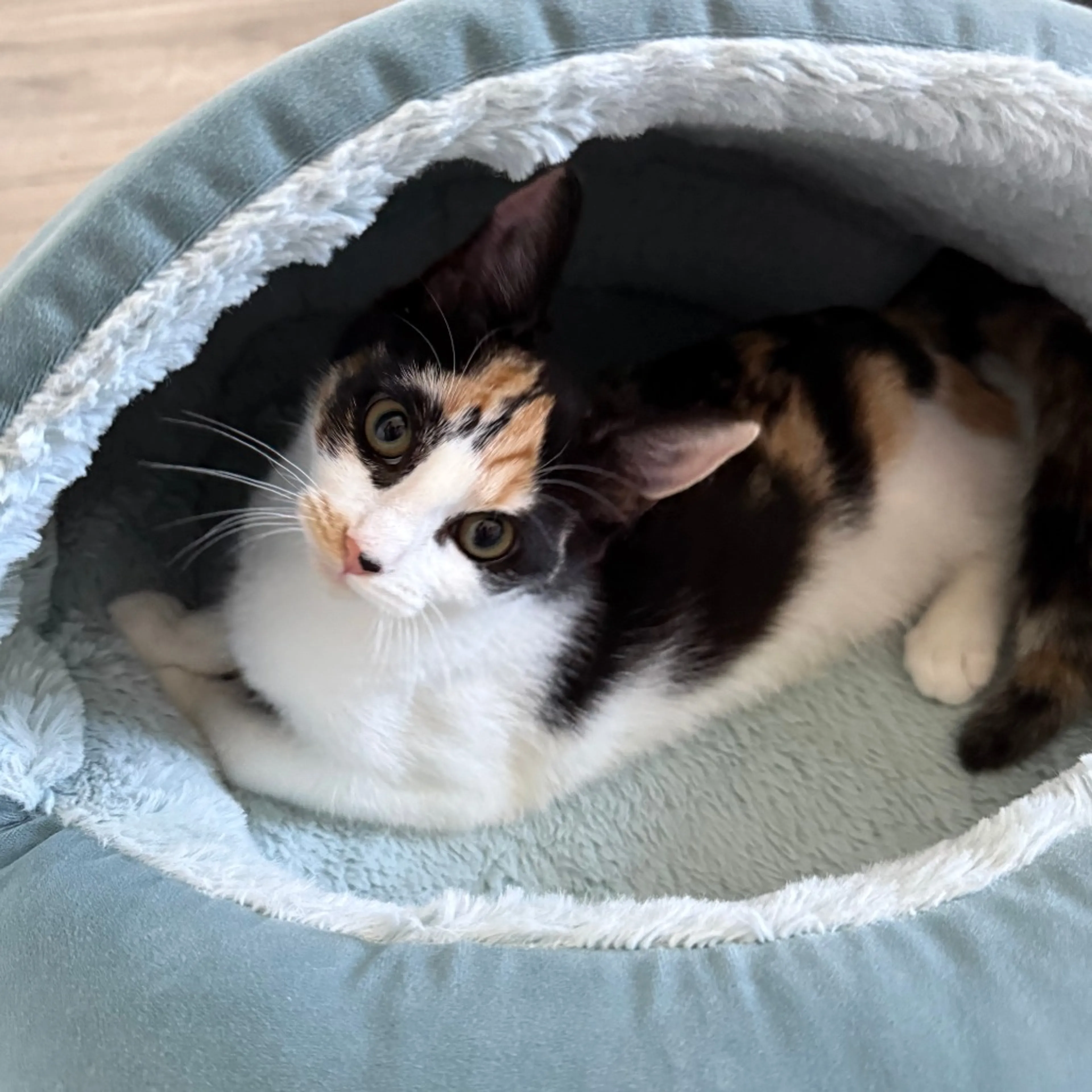 Found pet-3