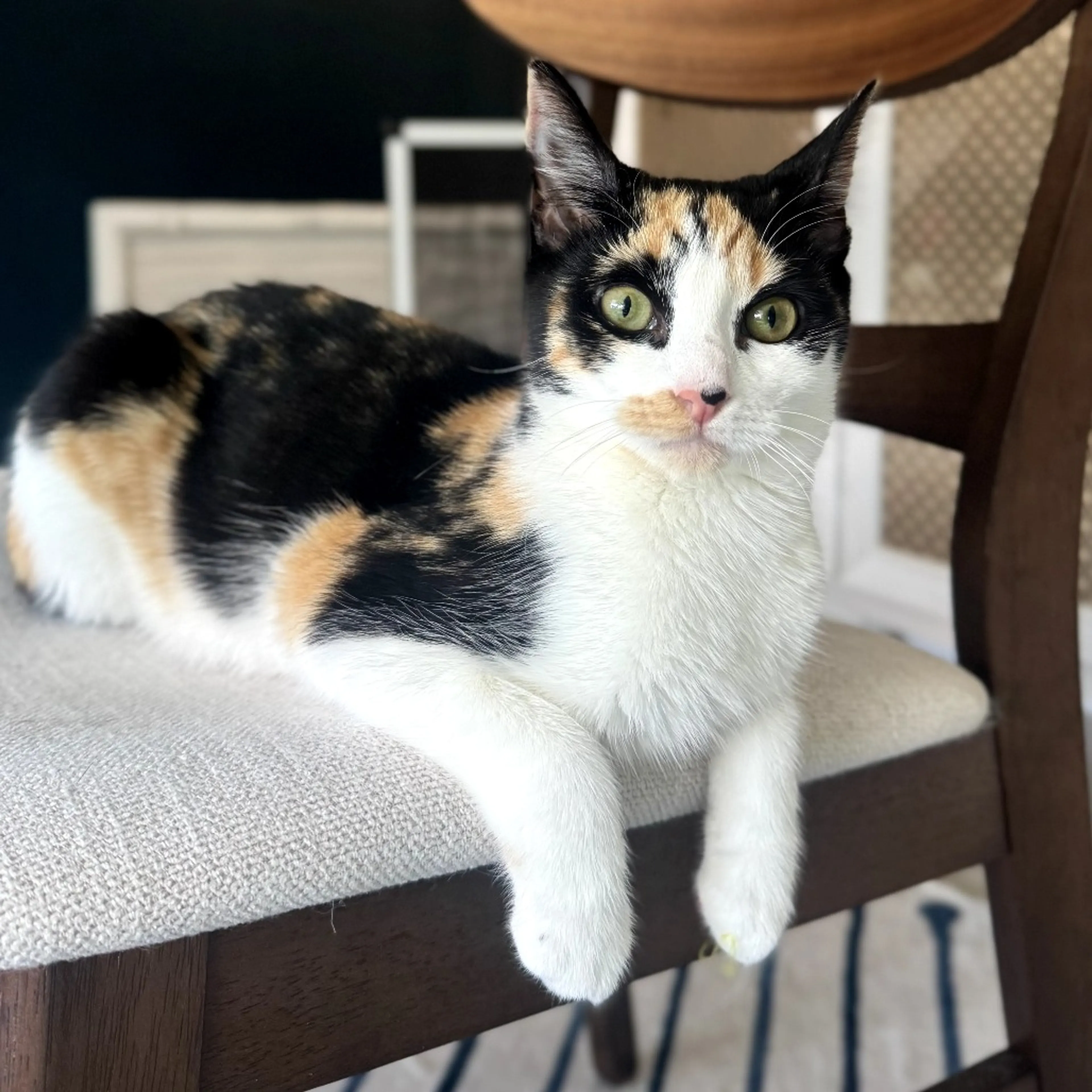 Found pet-1
