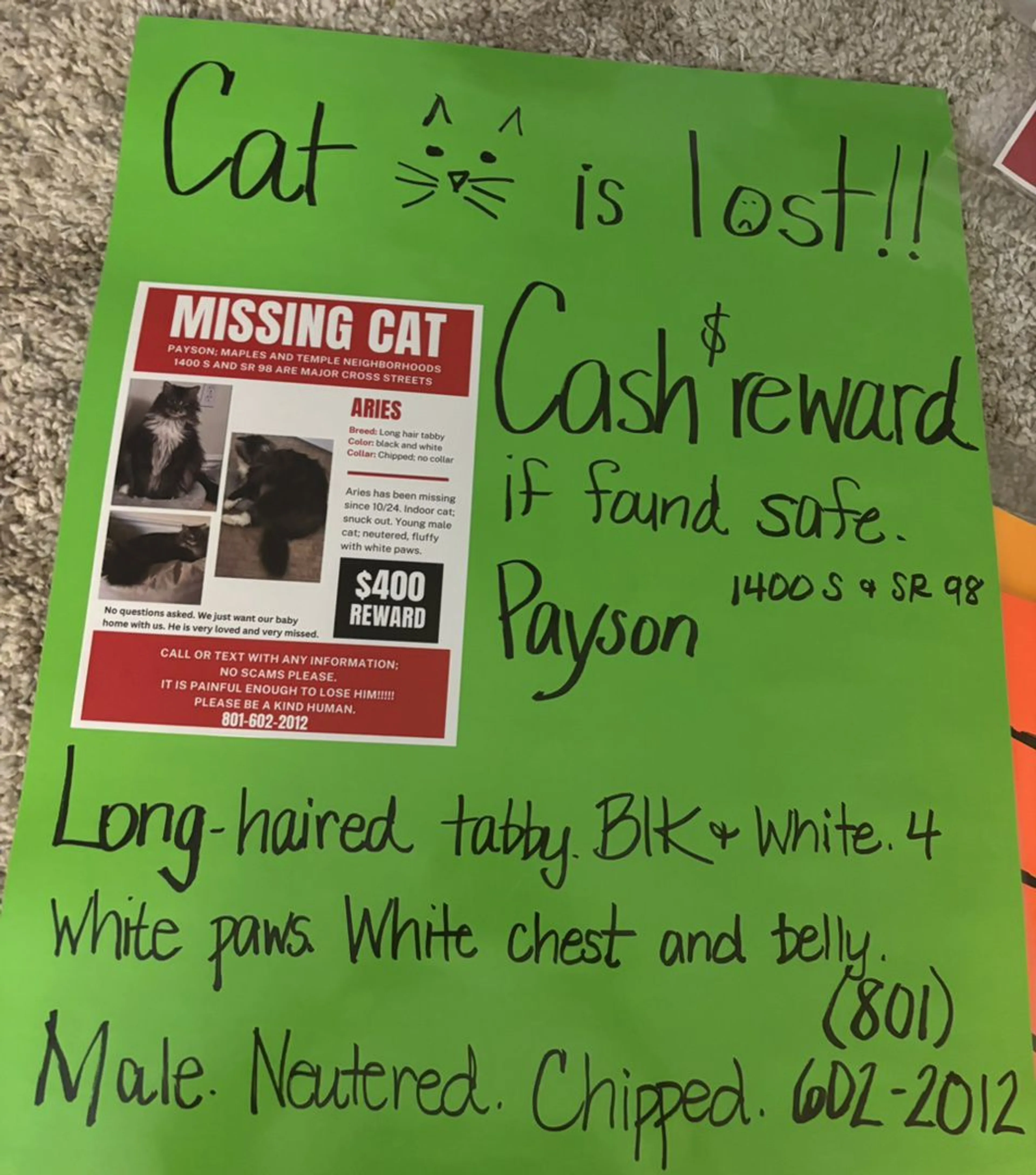 Lost pet