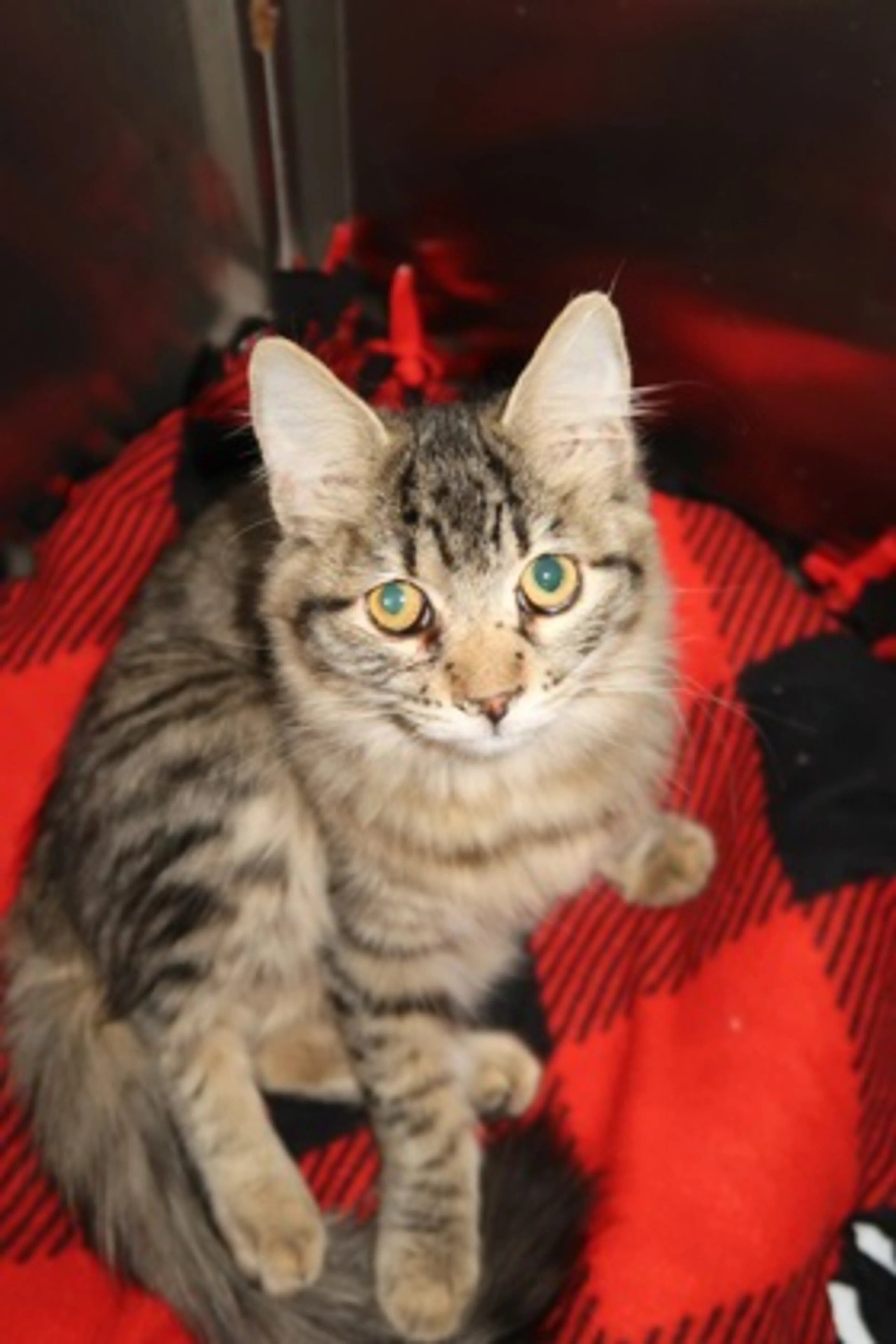 Found pet-1