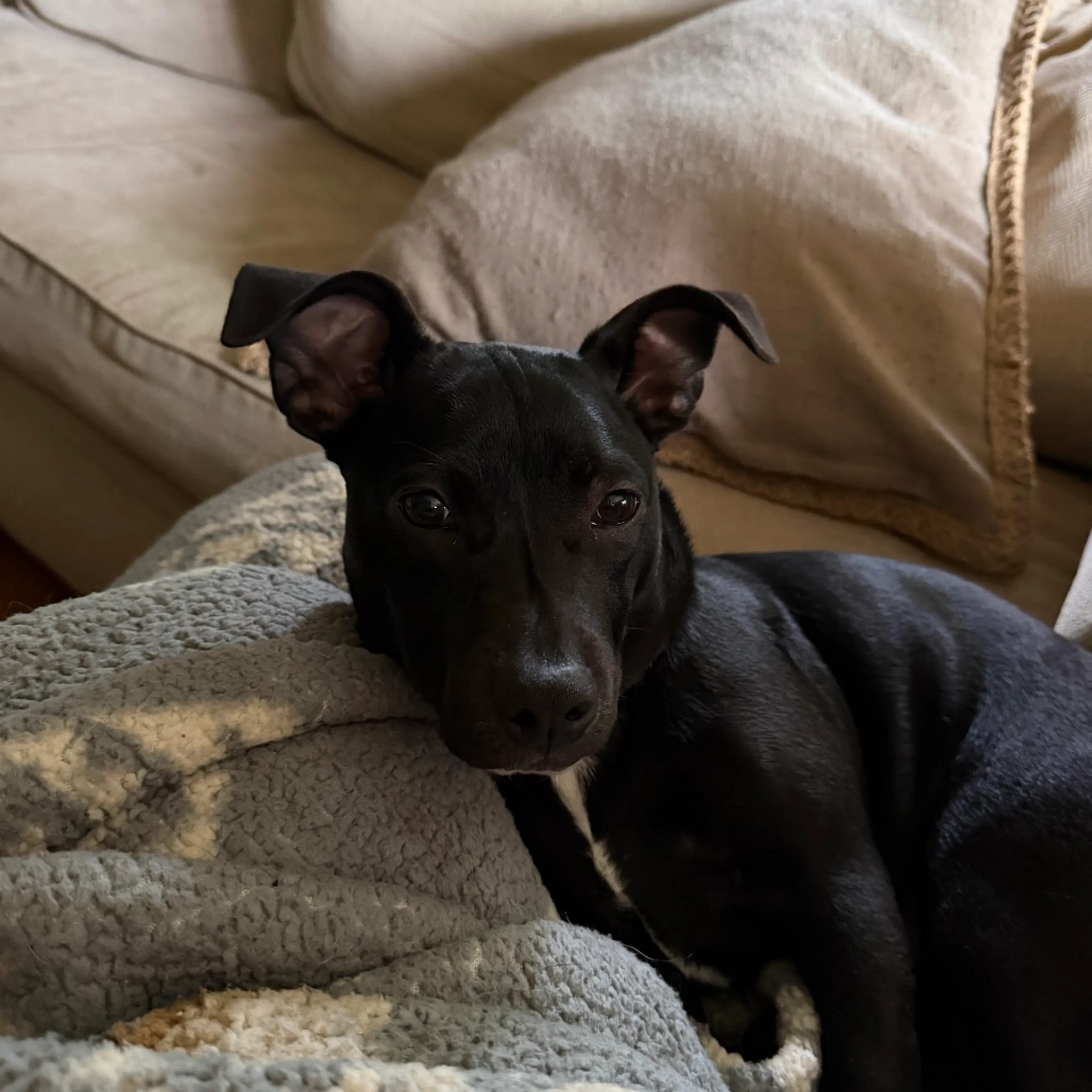 Found pet-11