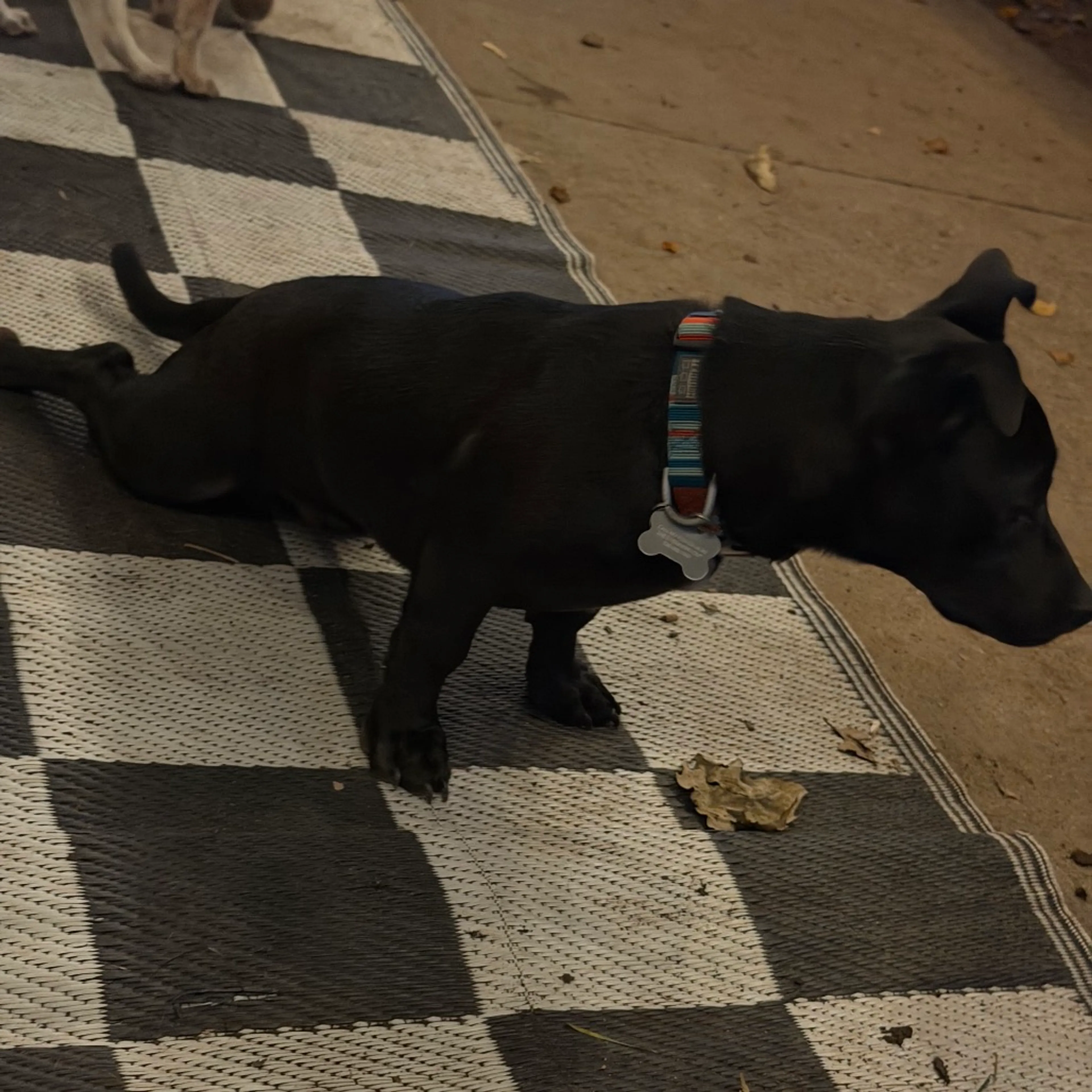 Found pet-9