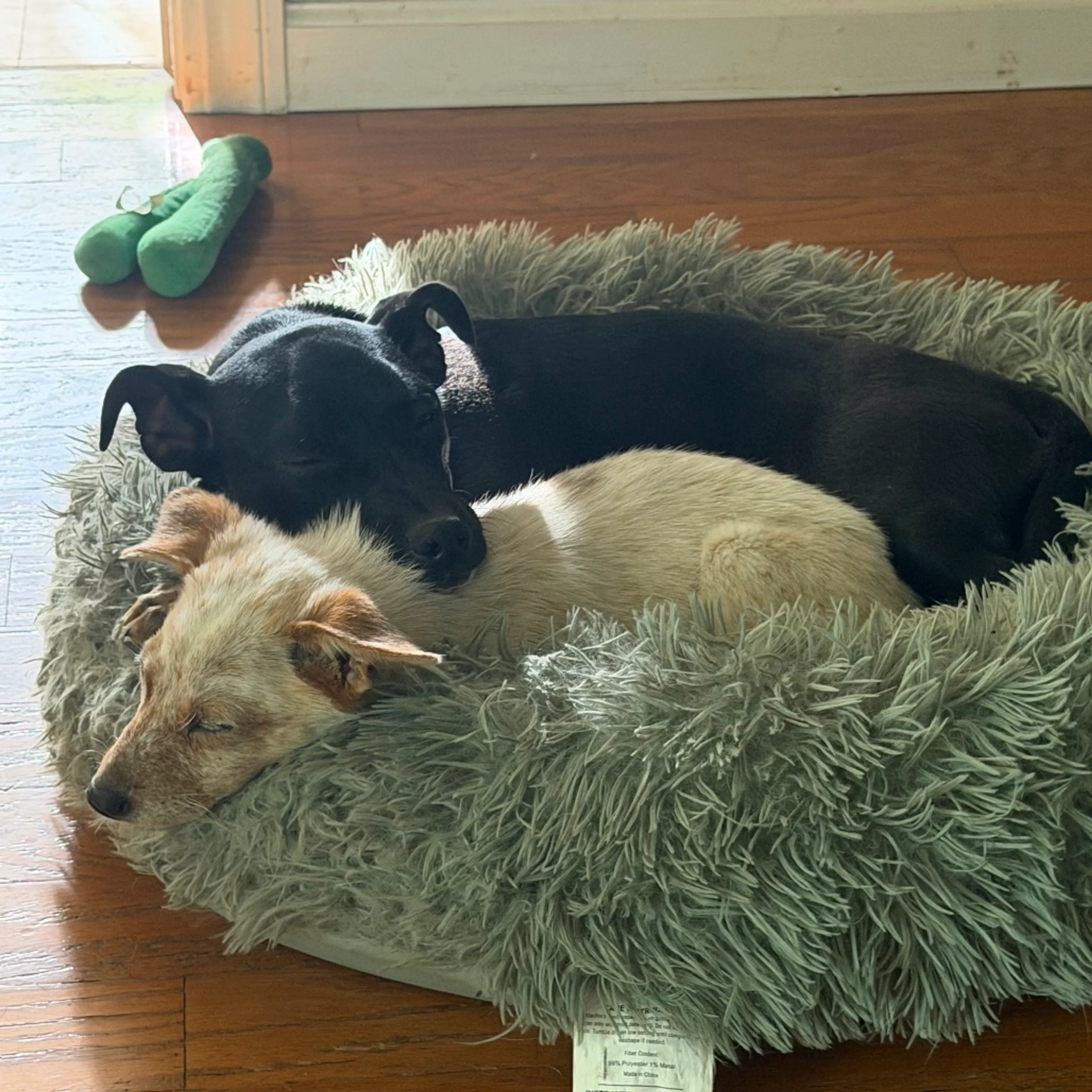 Found pet-8