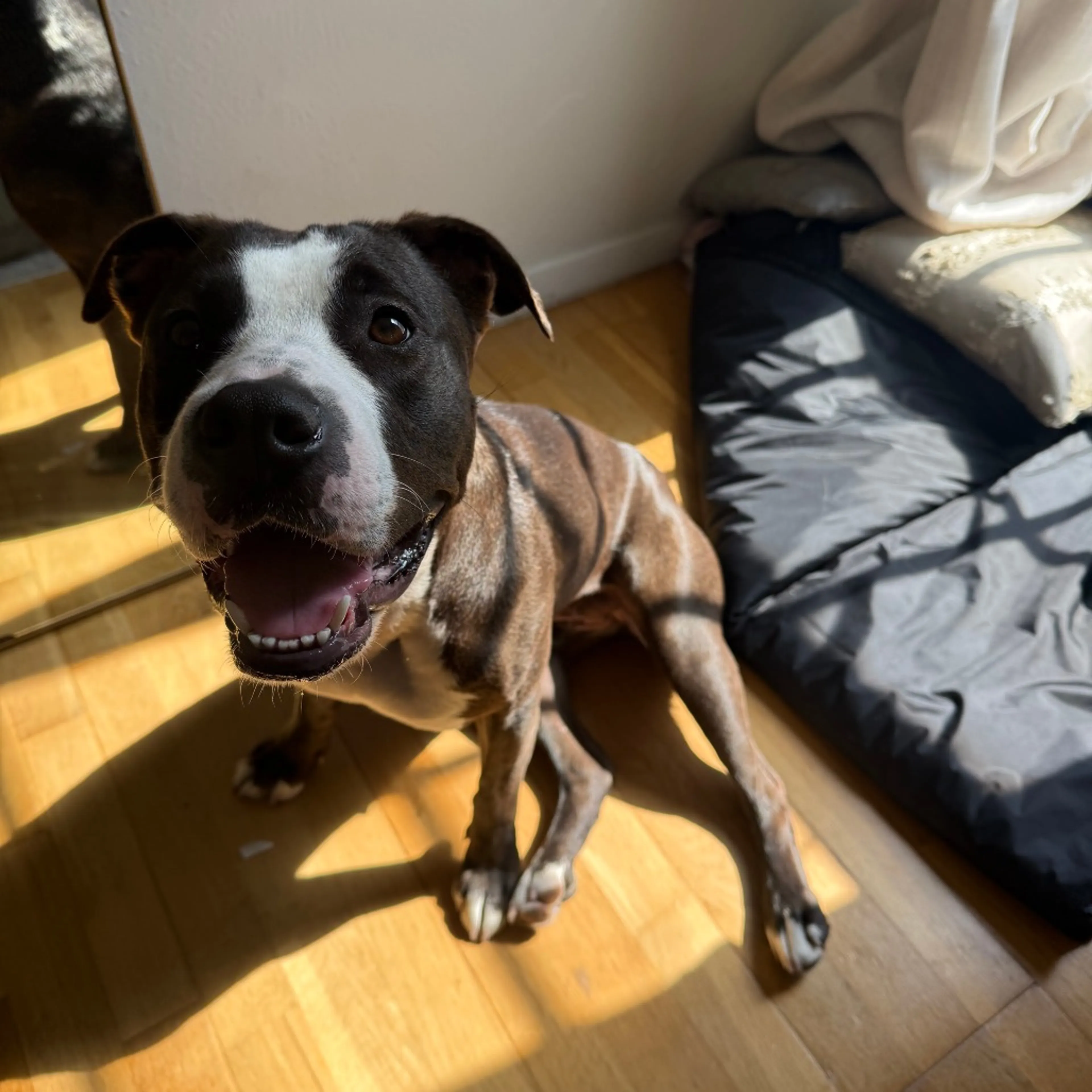 Found pet-21