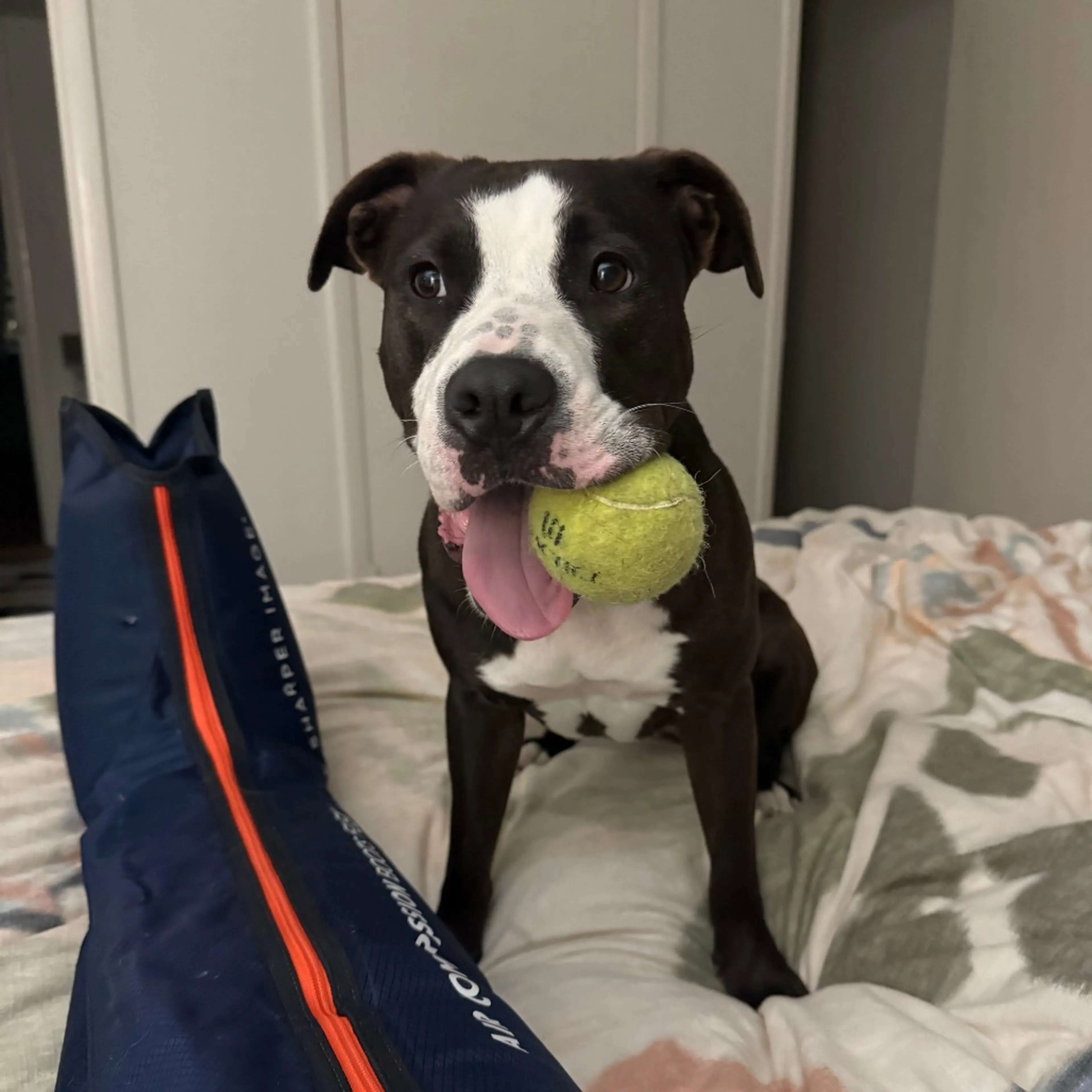 Found pet-19