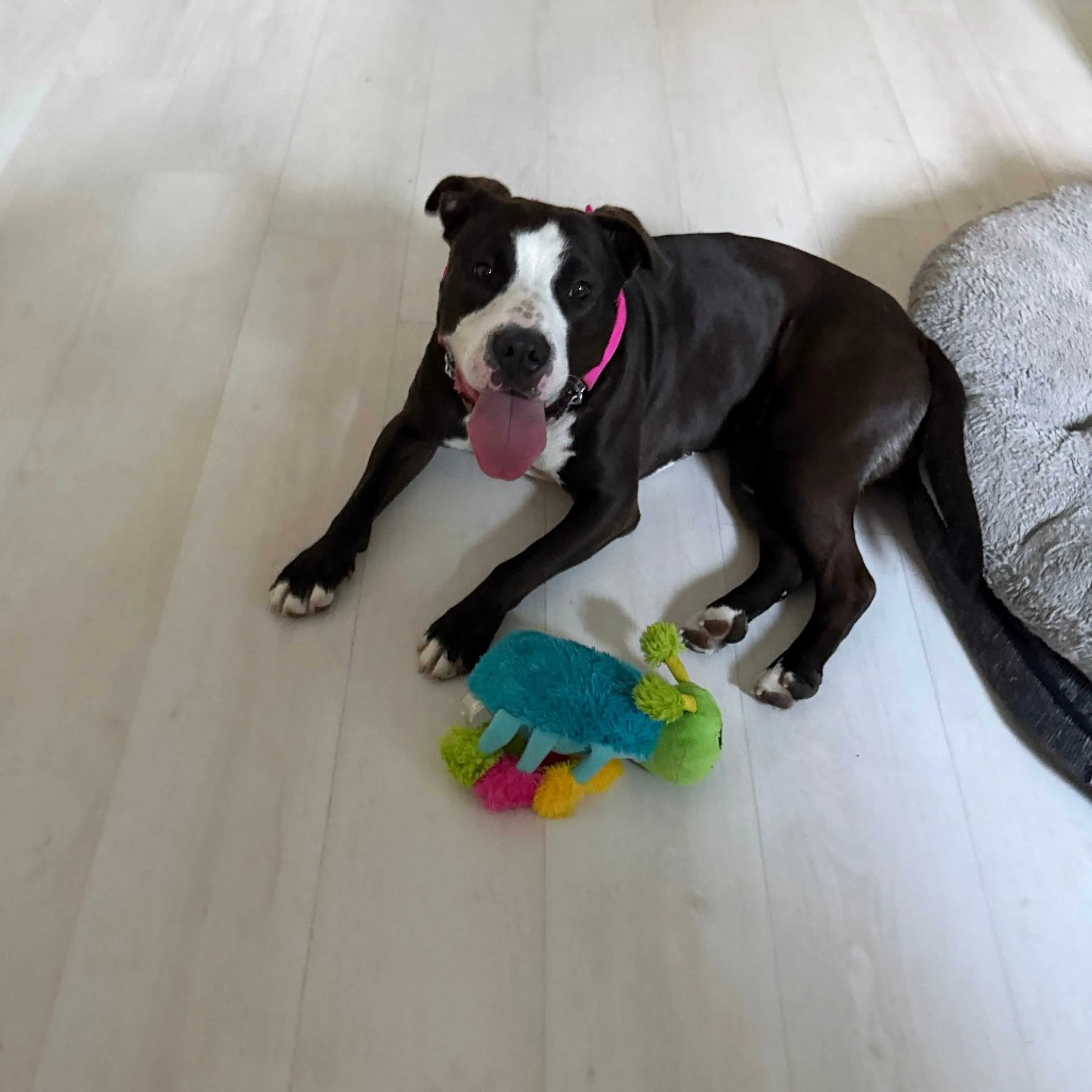 Found pet-20