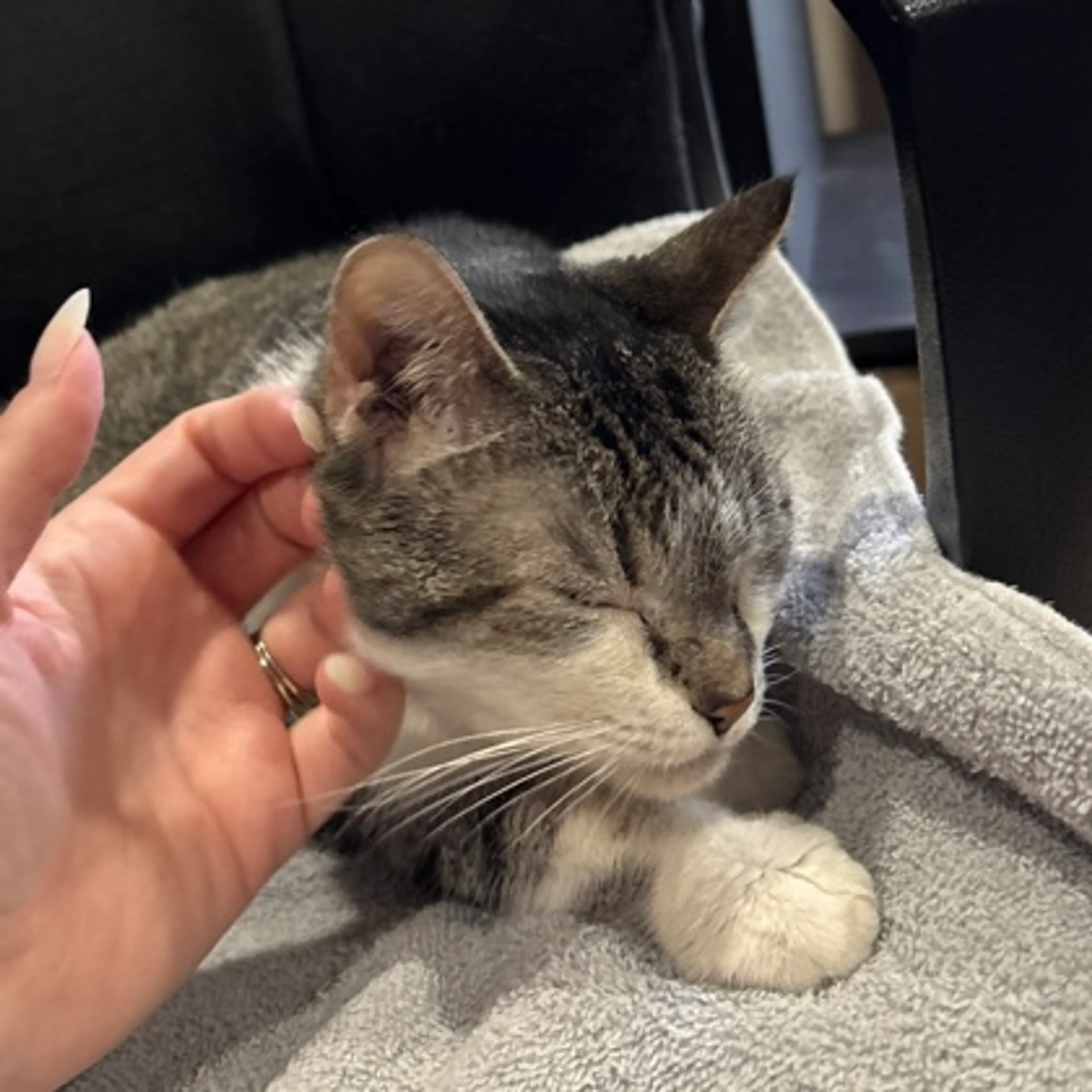 Found pet-2