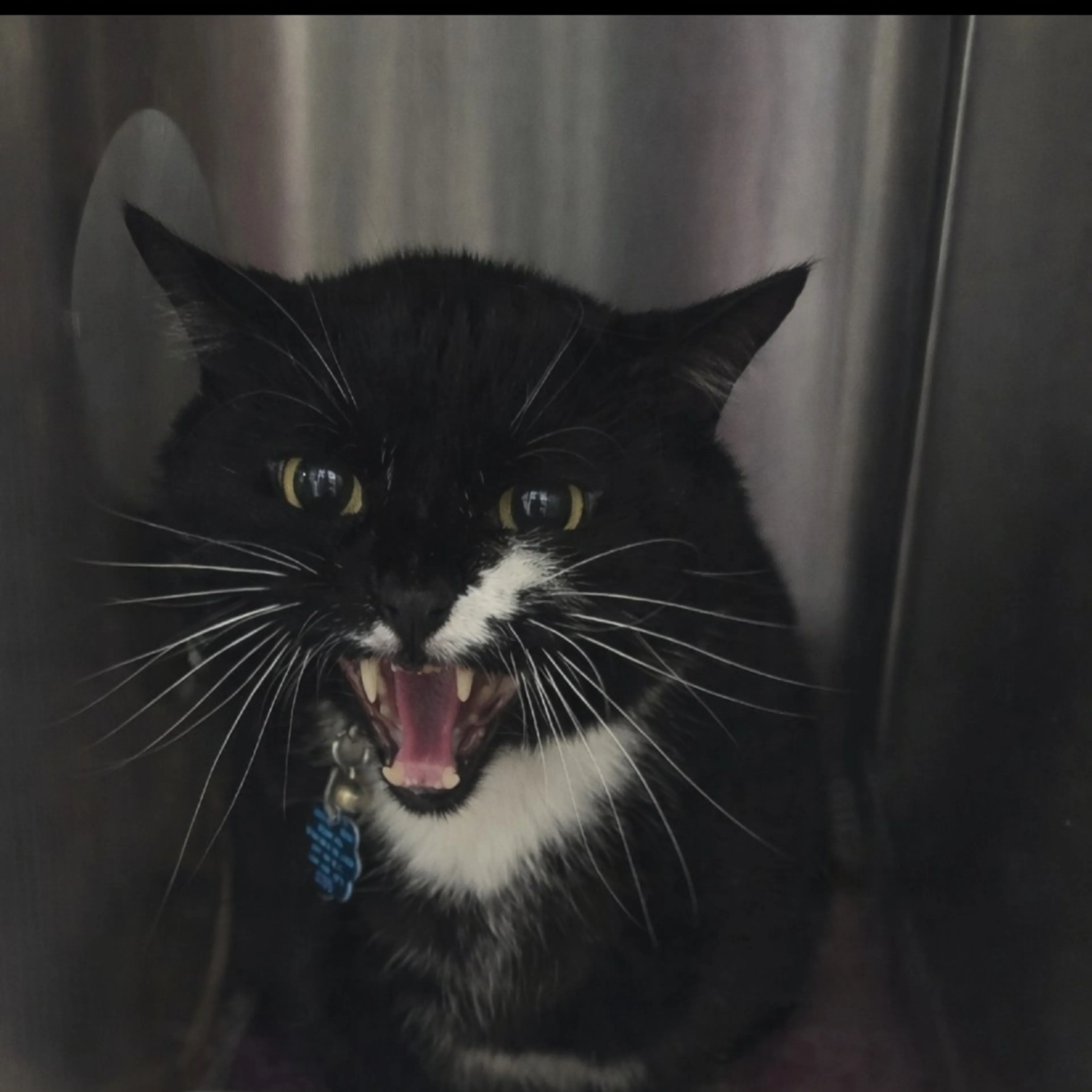 Found pet-1