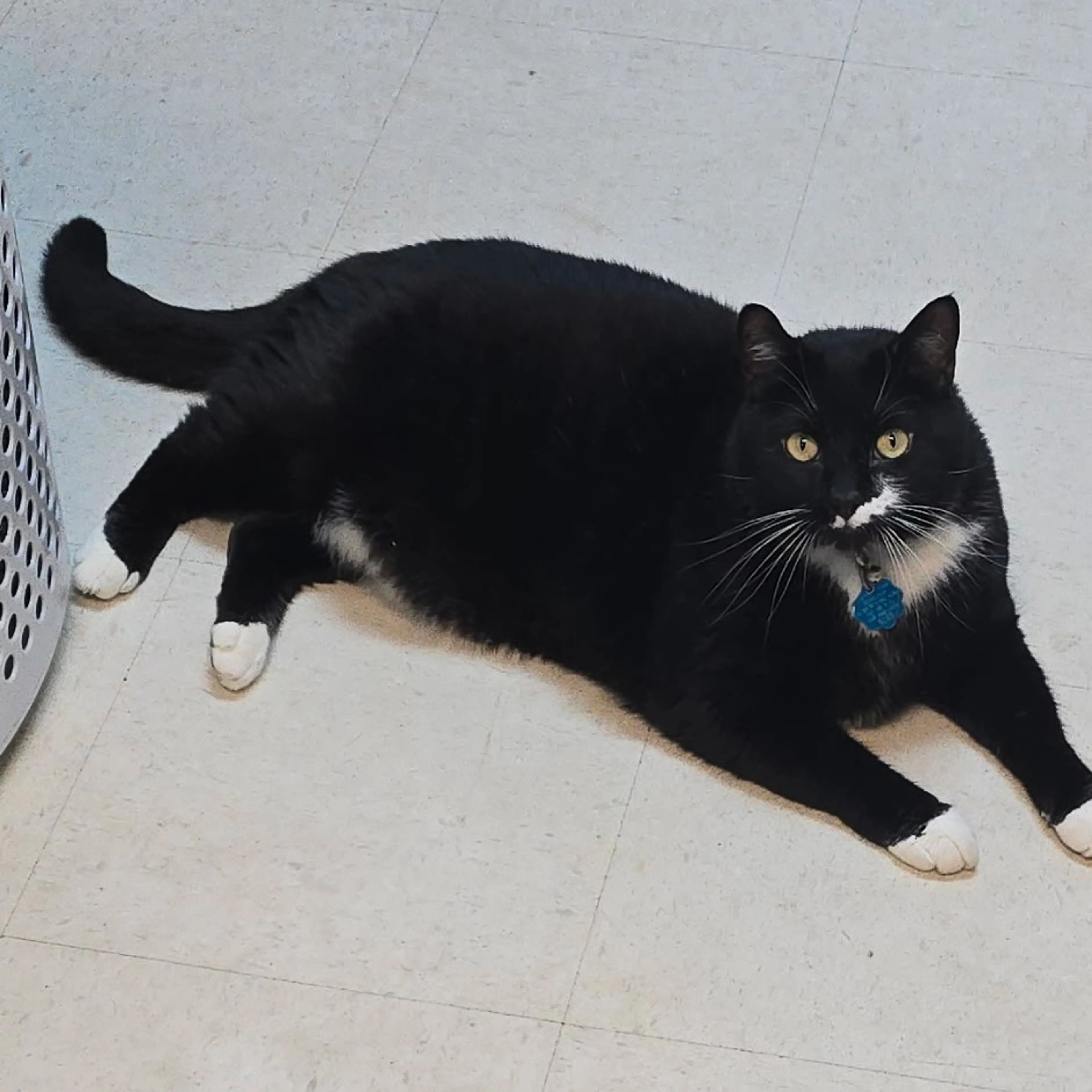 Found pet-0