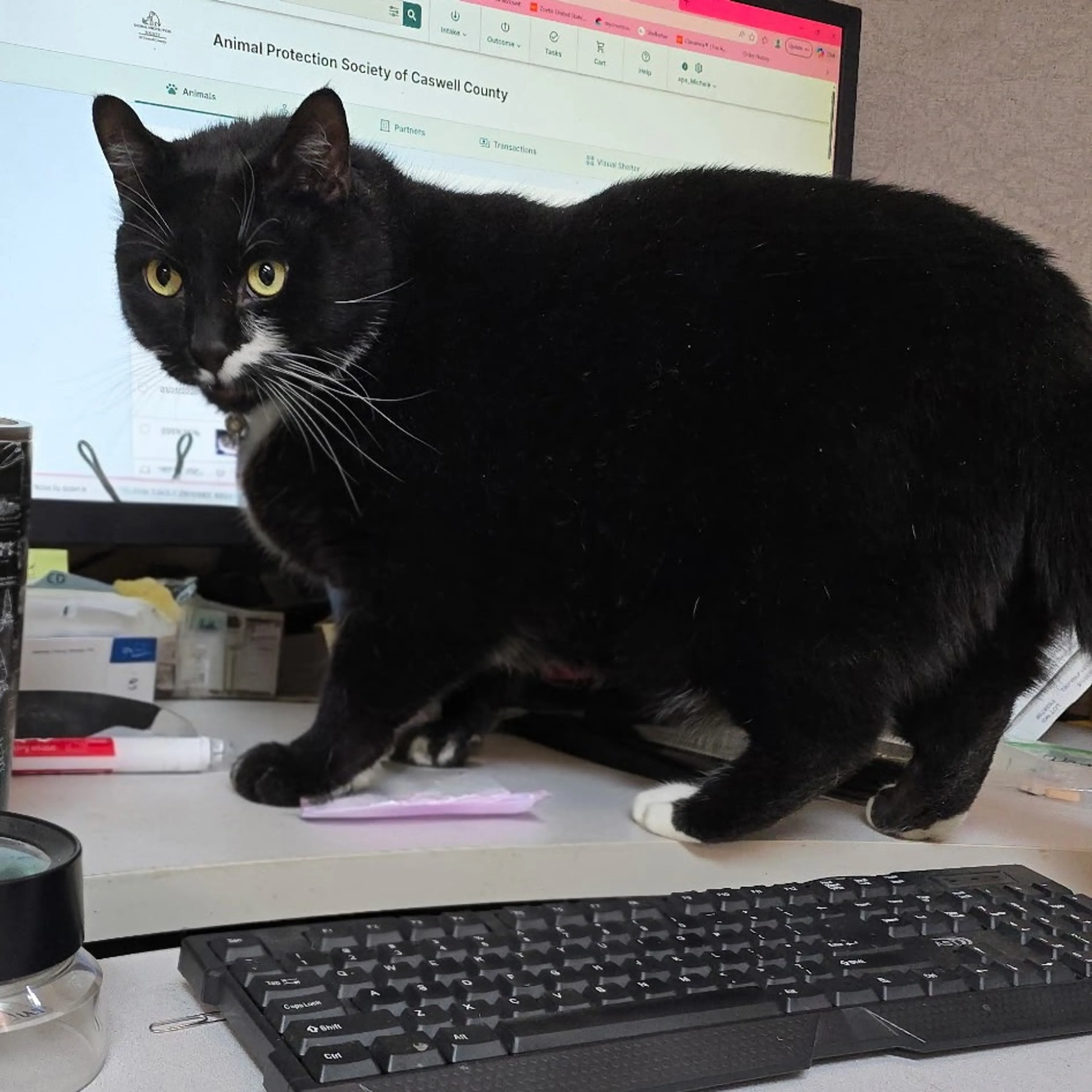 Found pet-2