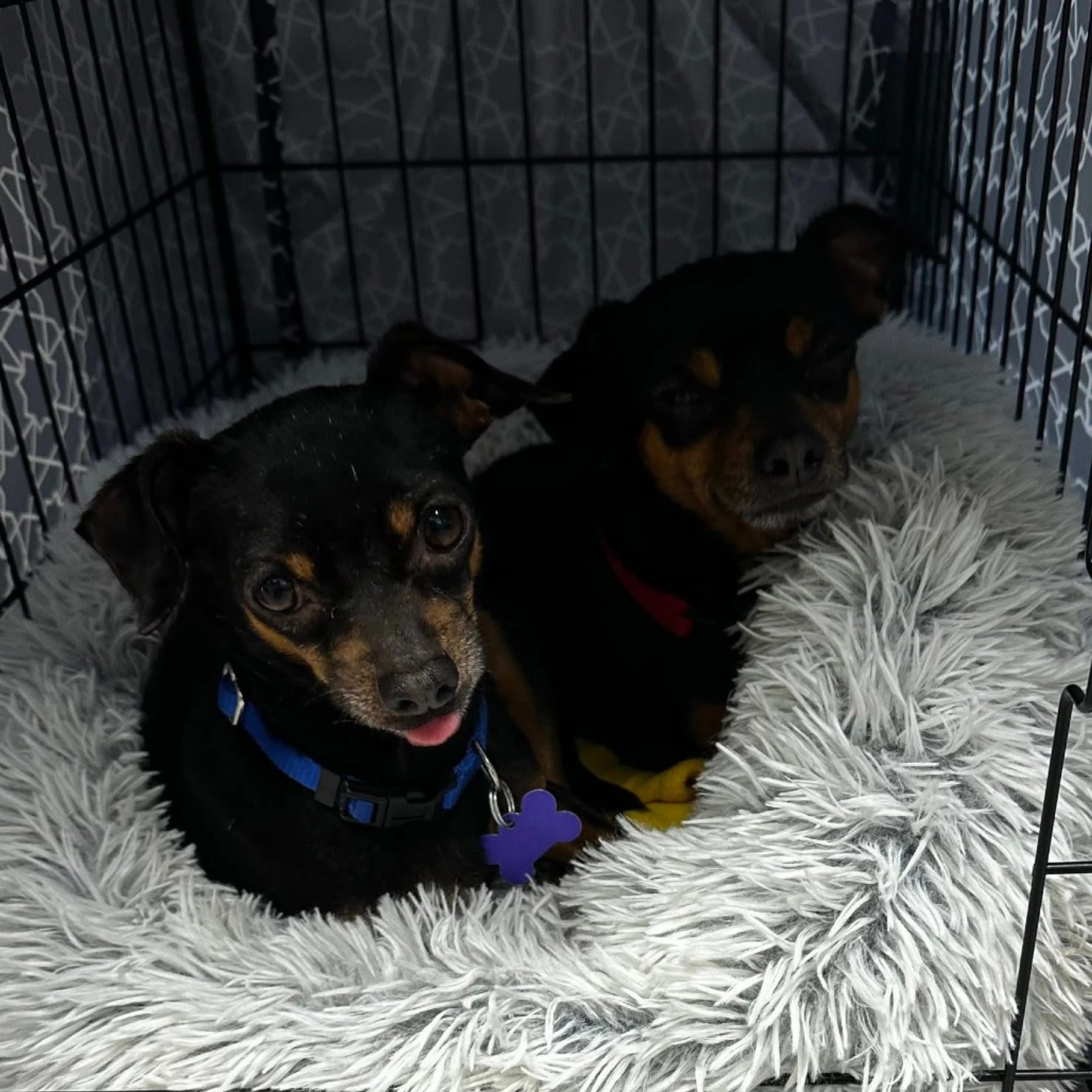 Found pet-5