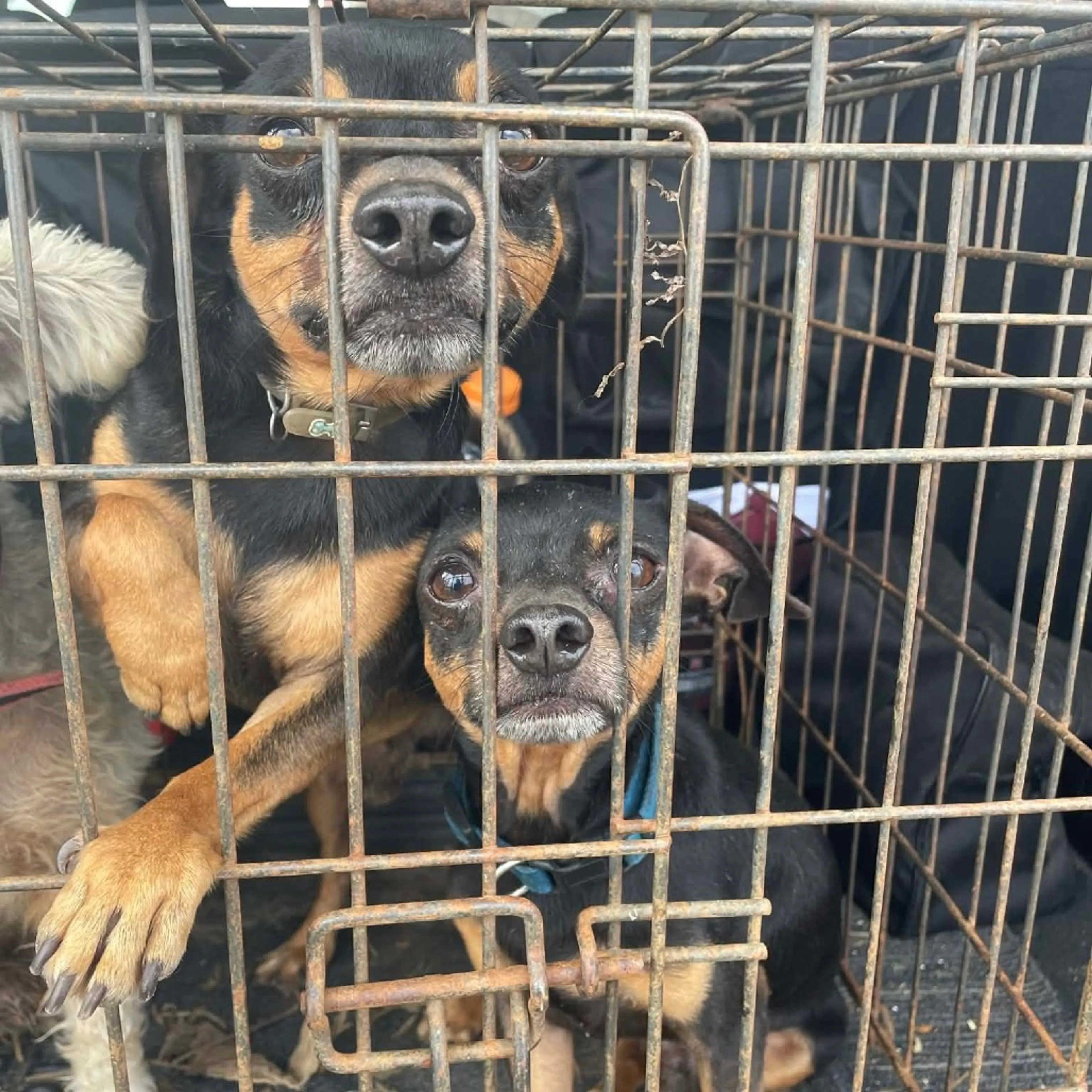 Found pet-3