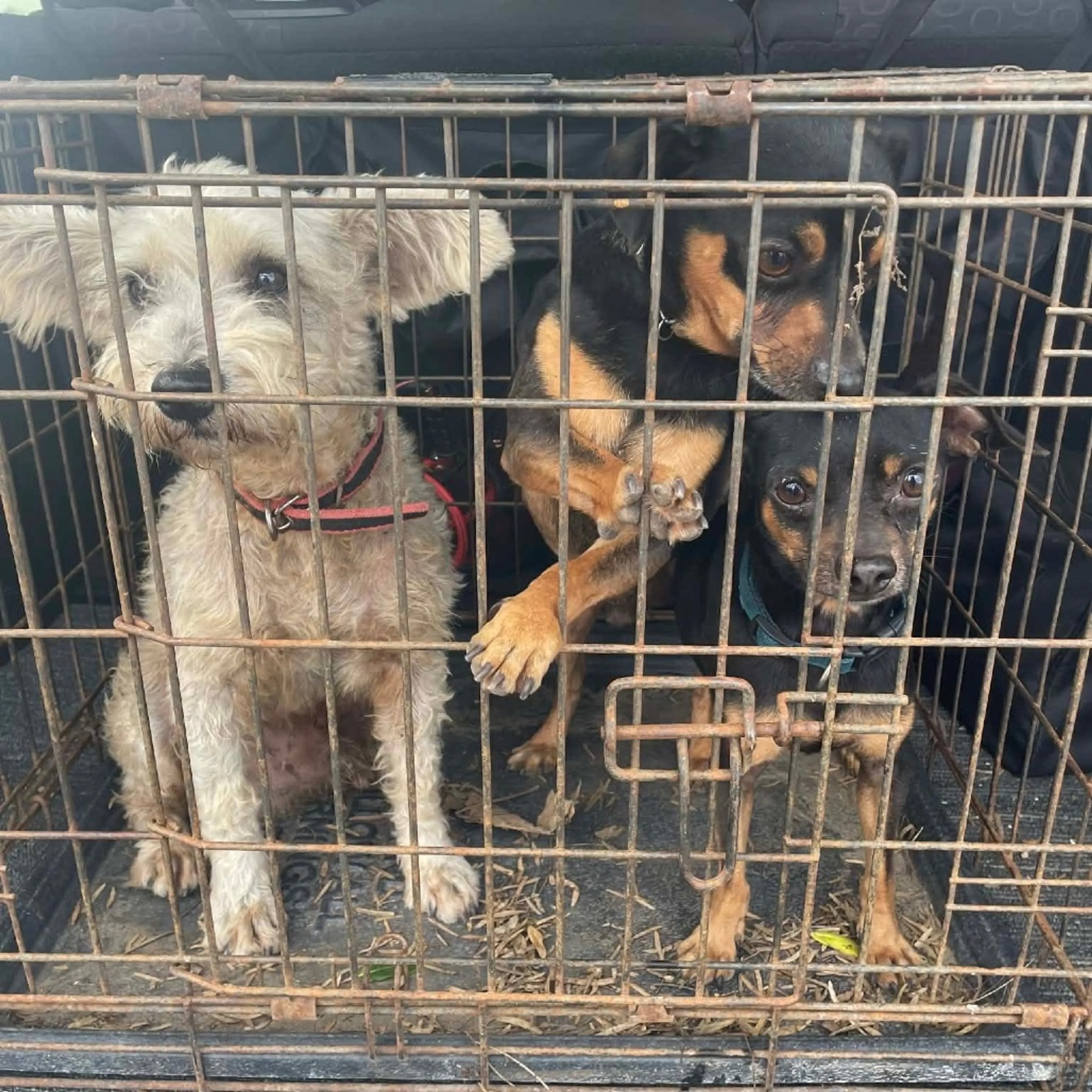 Found pet-4
