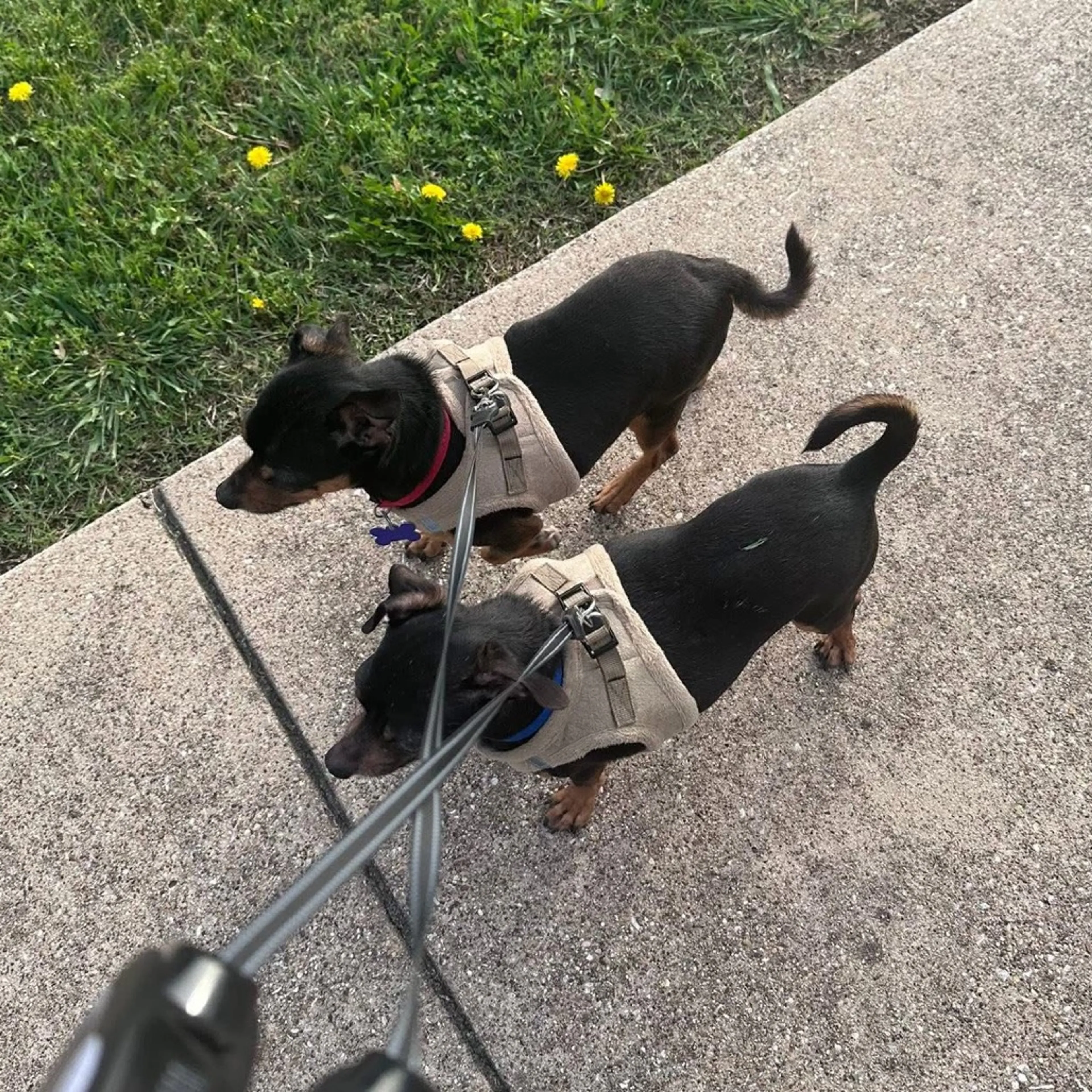Found pet-12