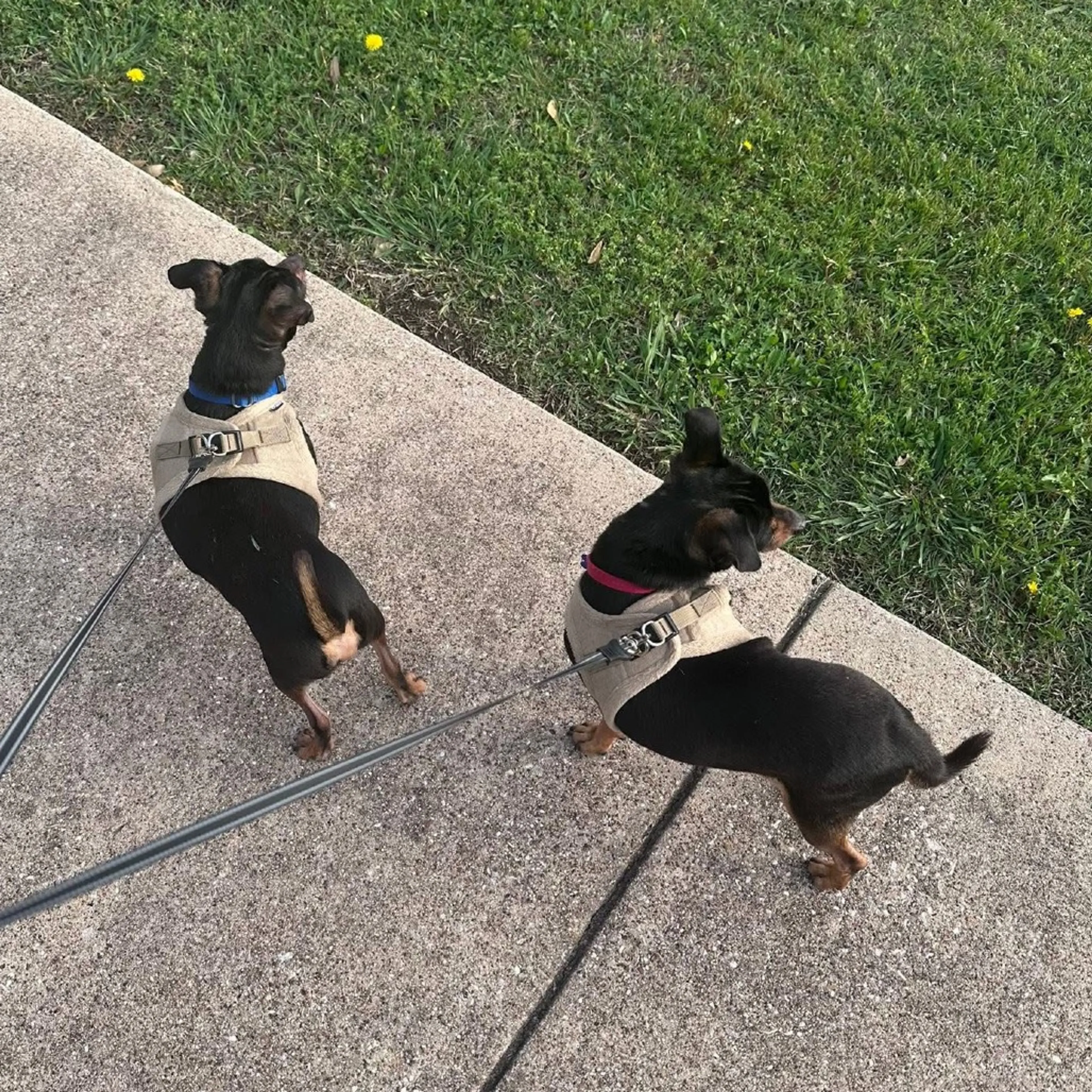 Found pet-14