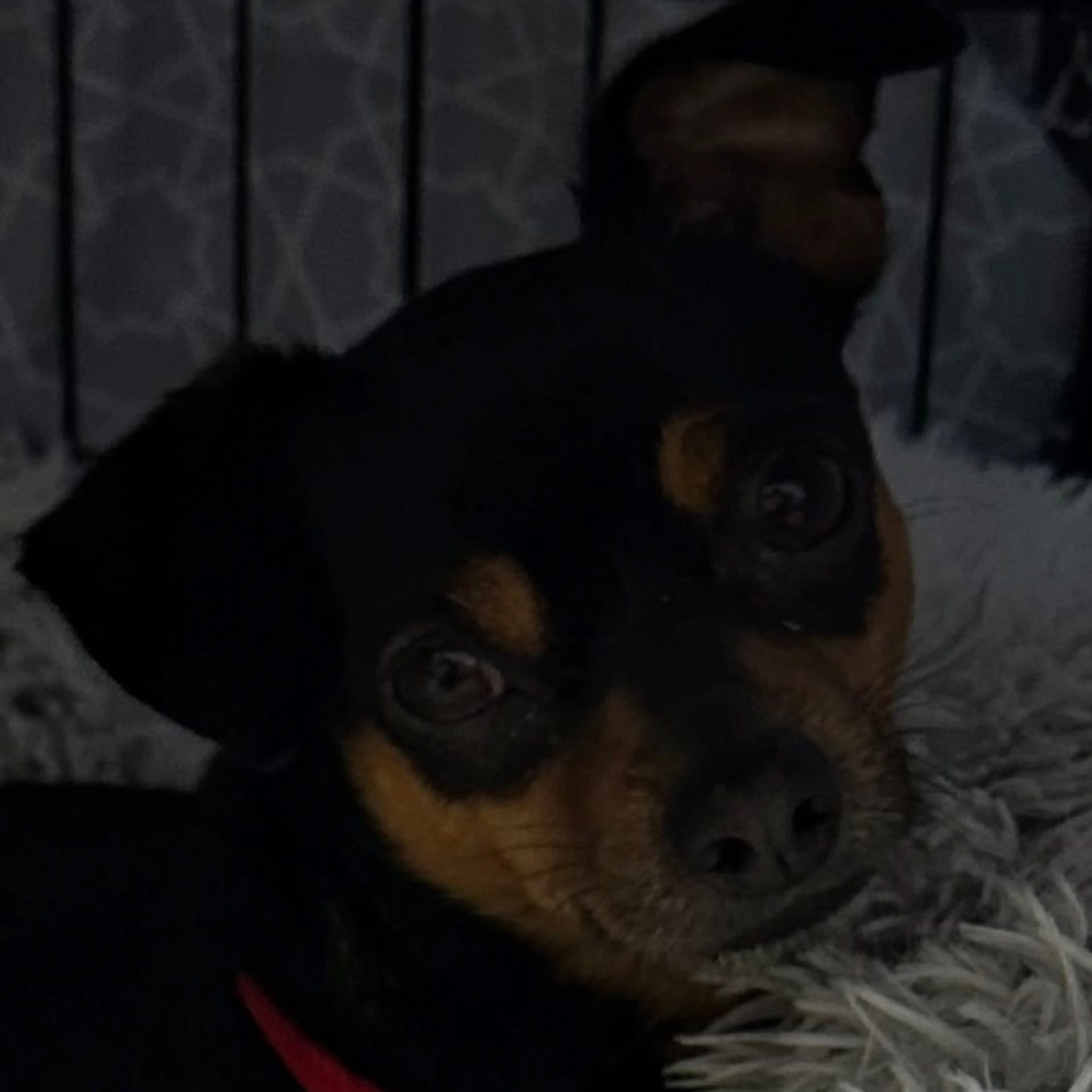 Found pet-6