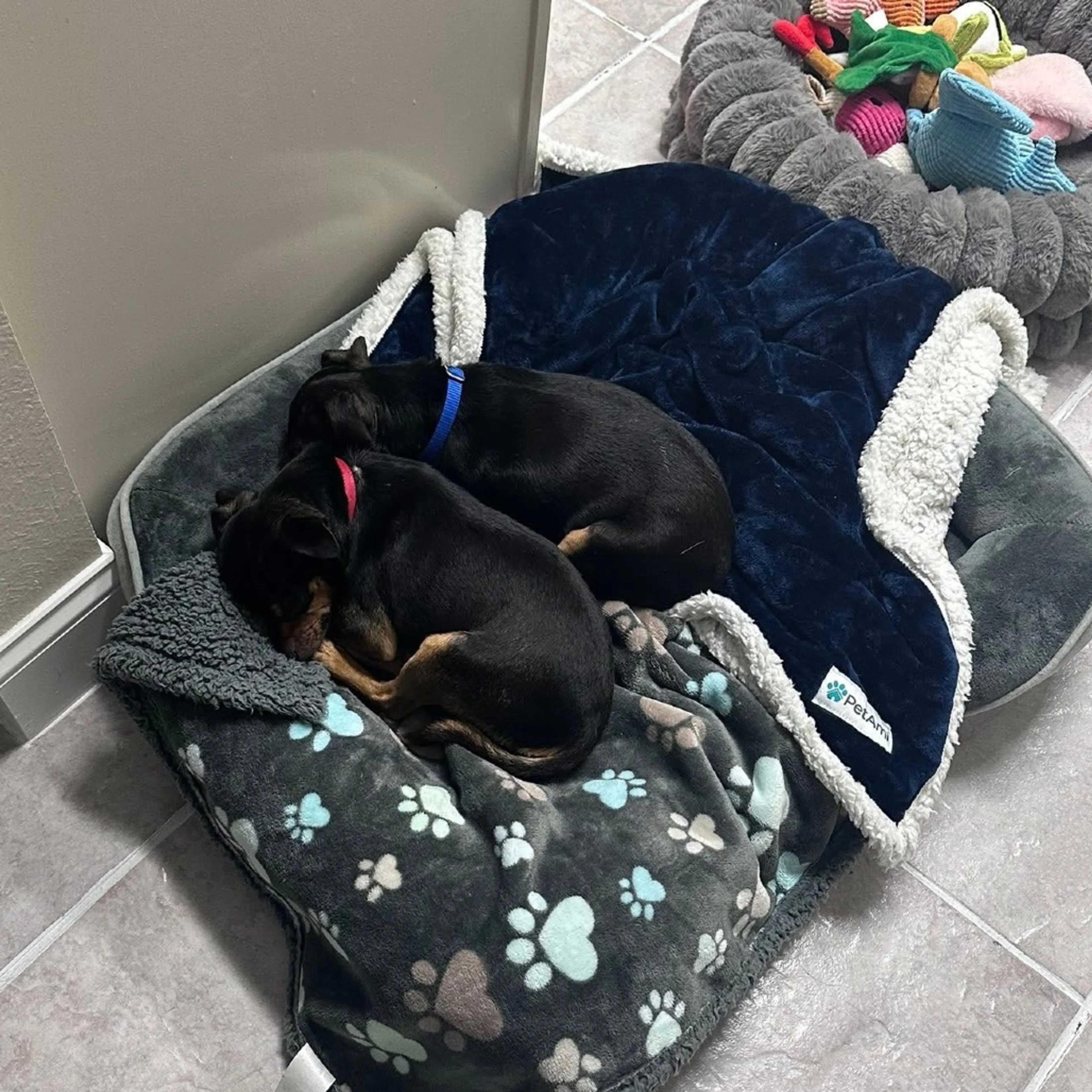 Found pet-13