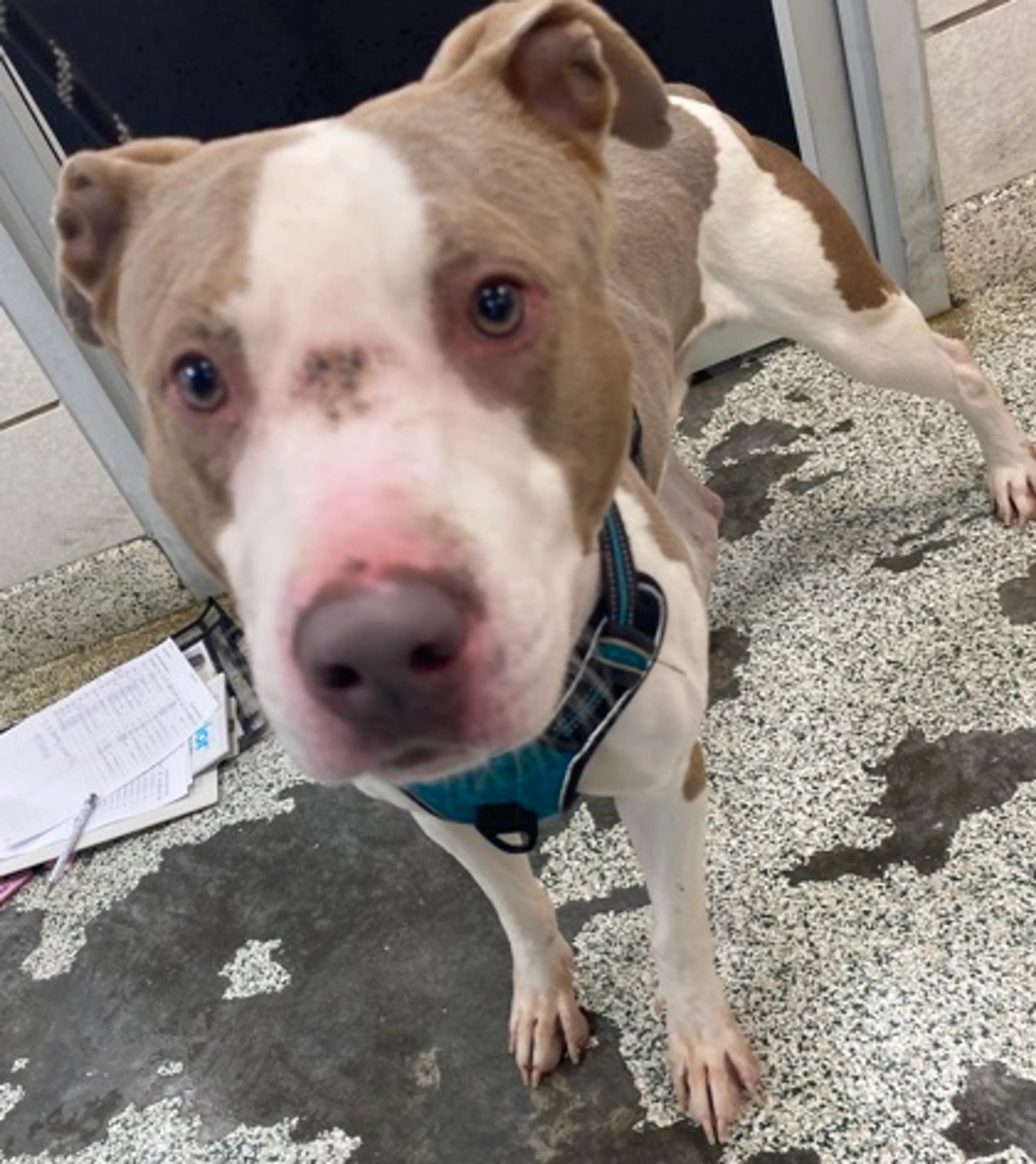 Found pet