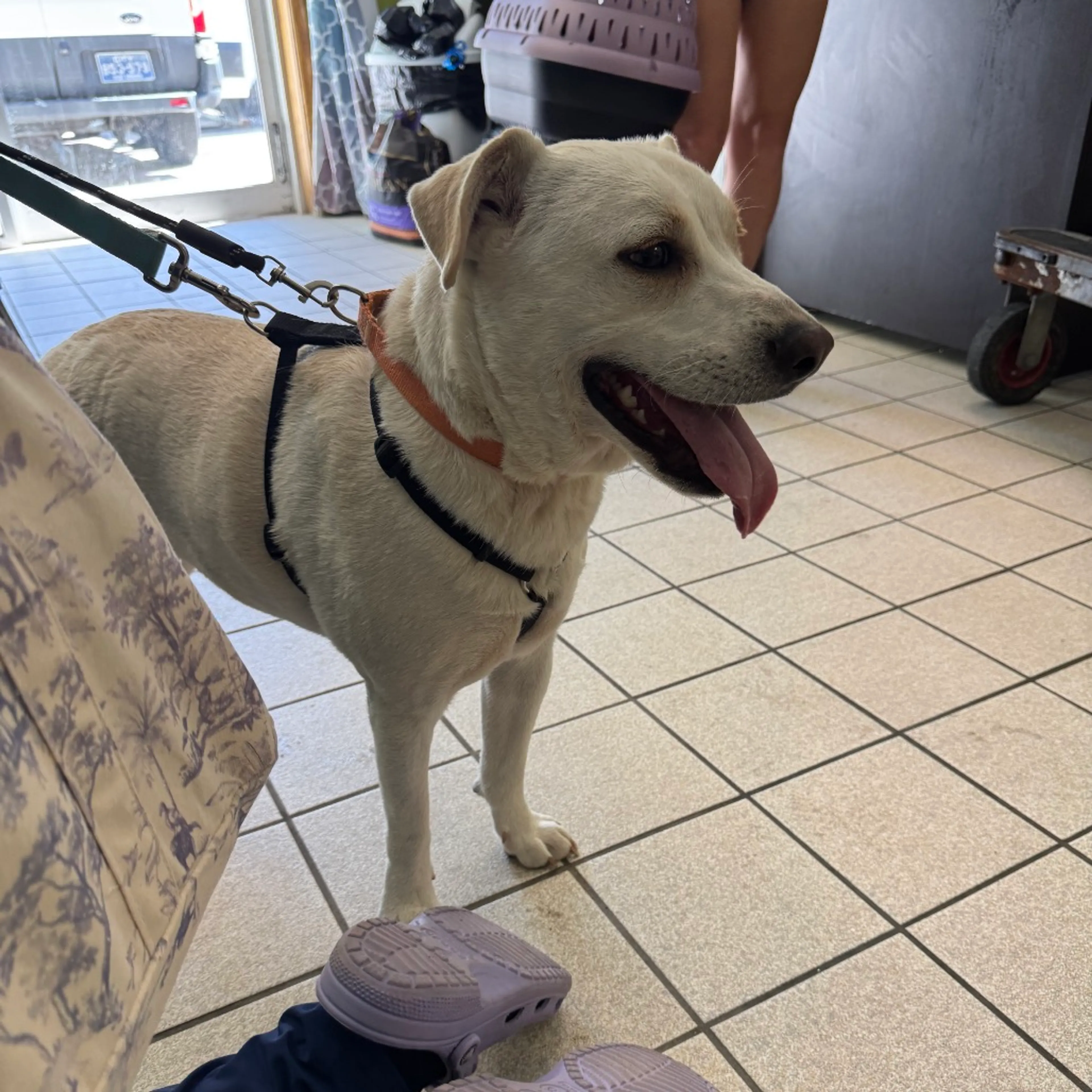 Found pet-5