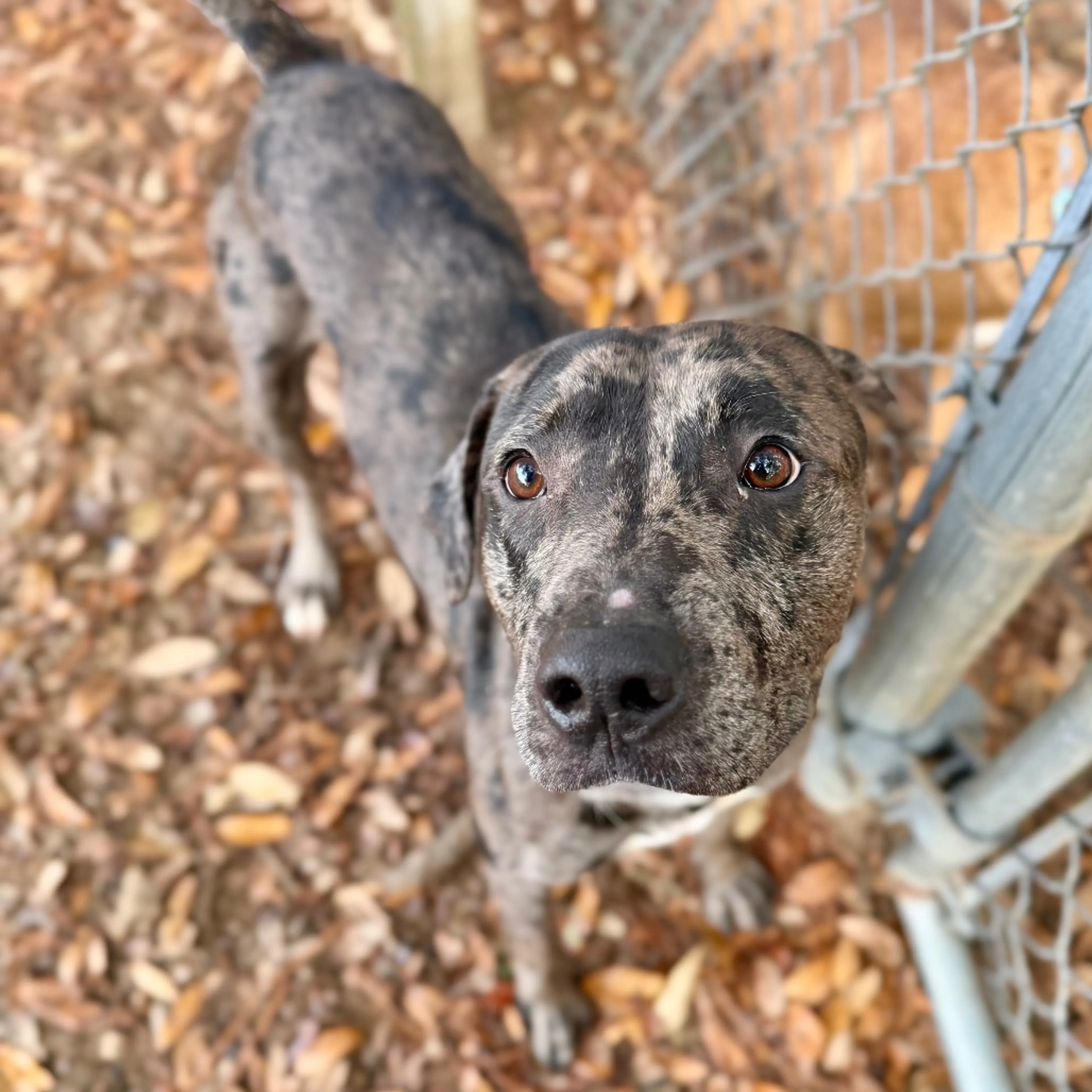 Found pet-1