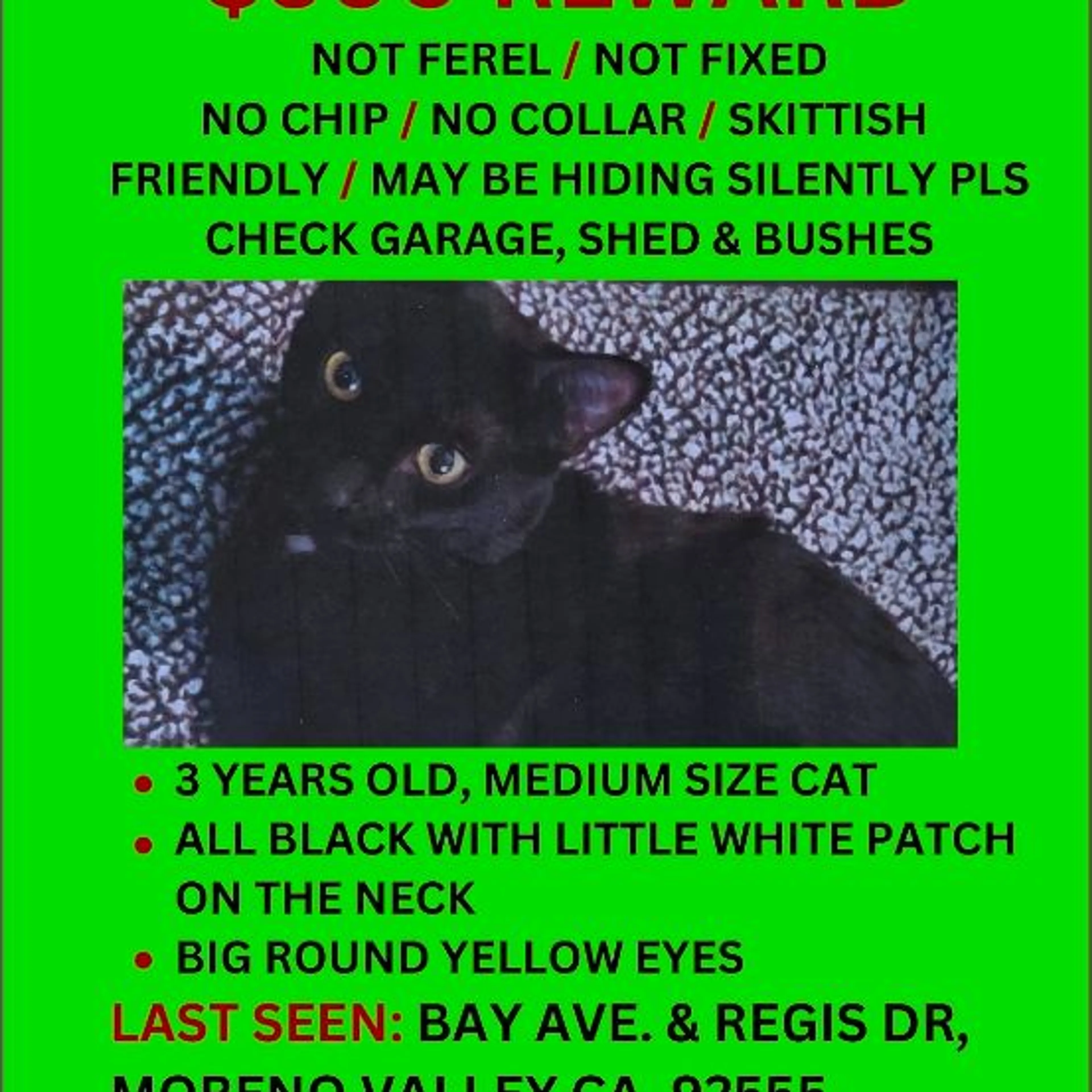 Lost pet