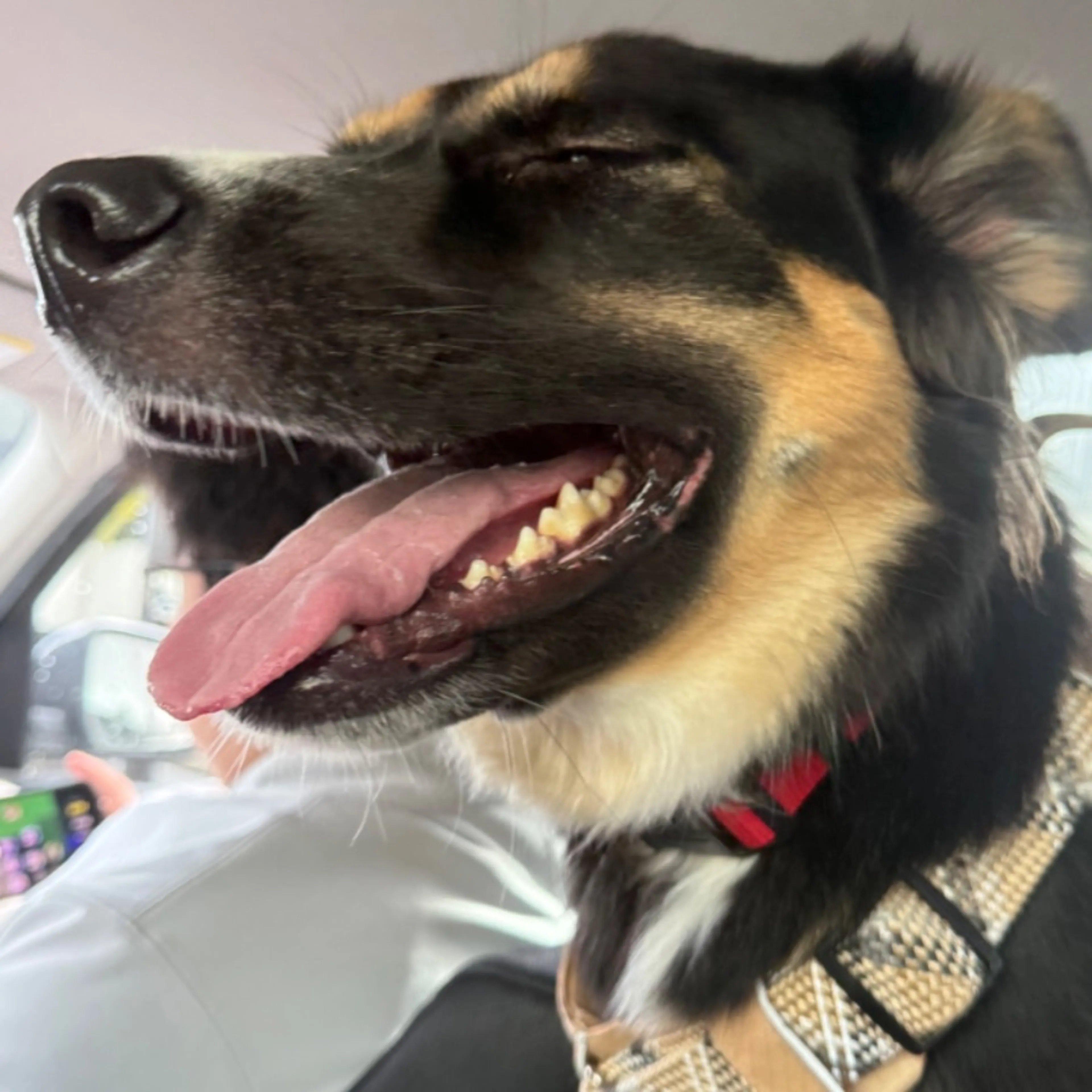 Lost pet