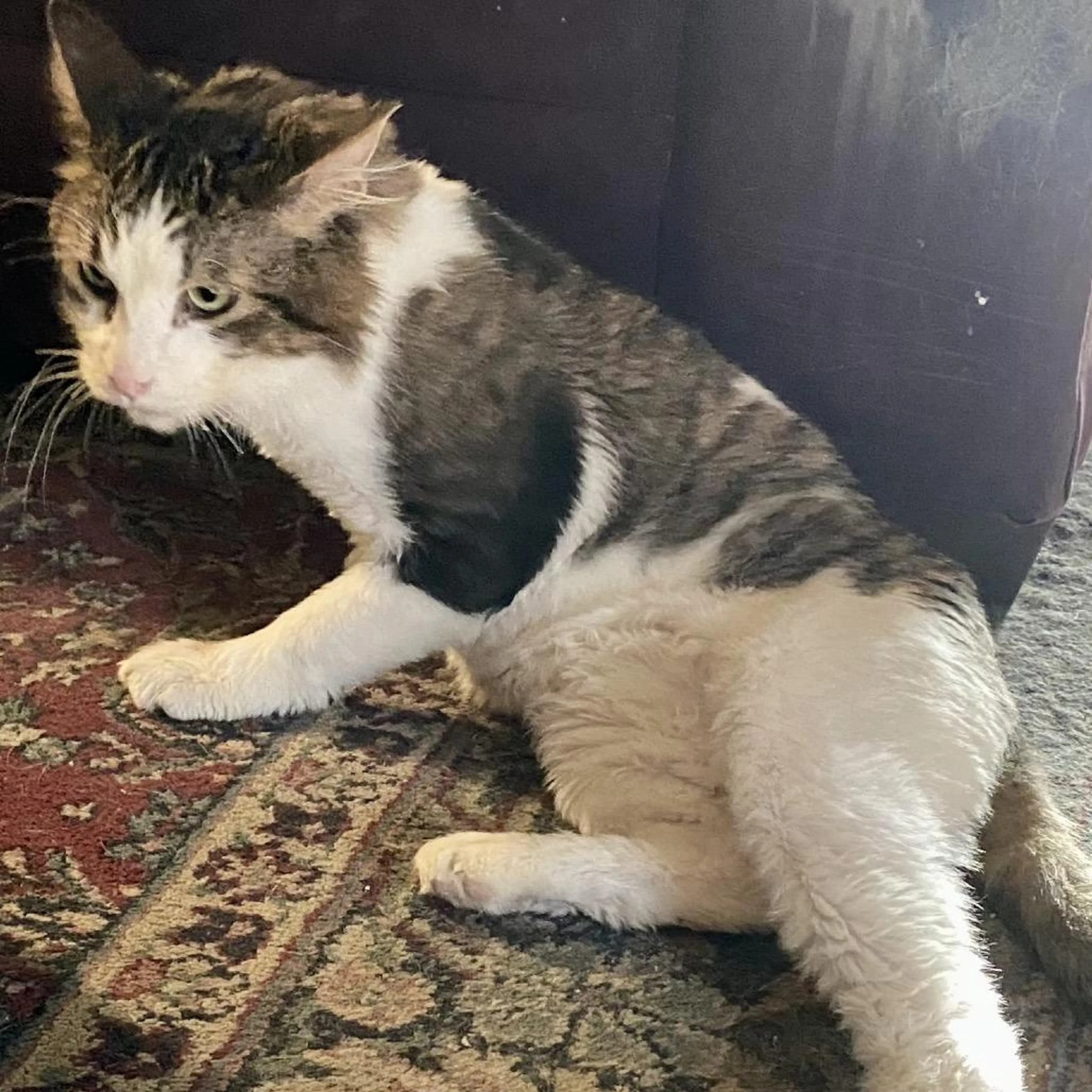 Found pet-3