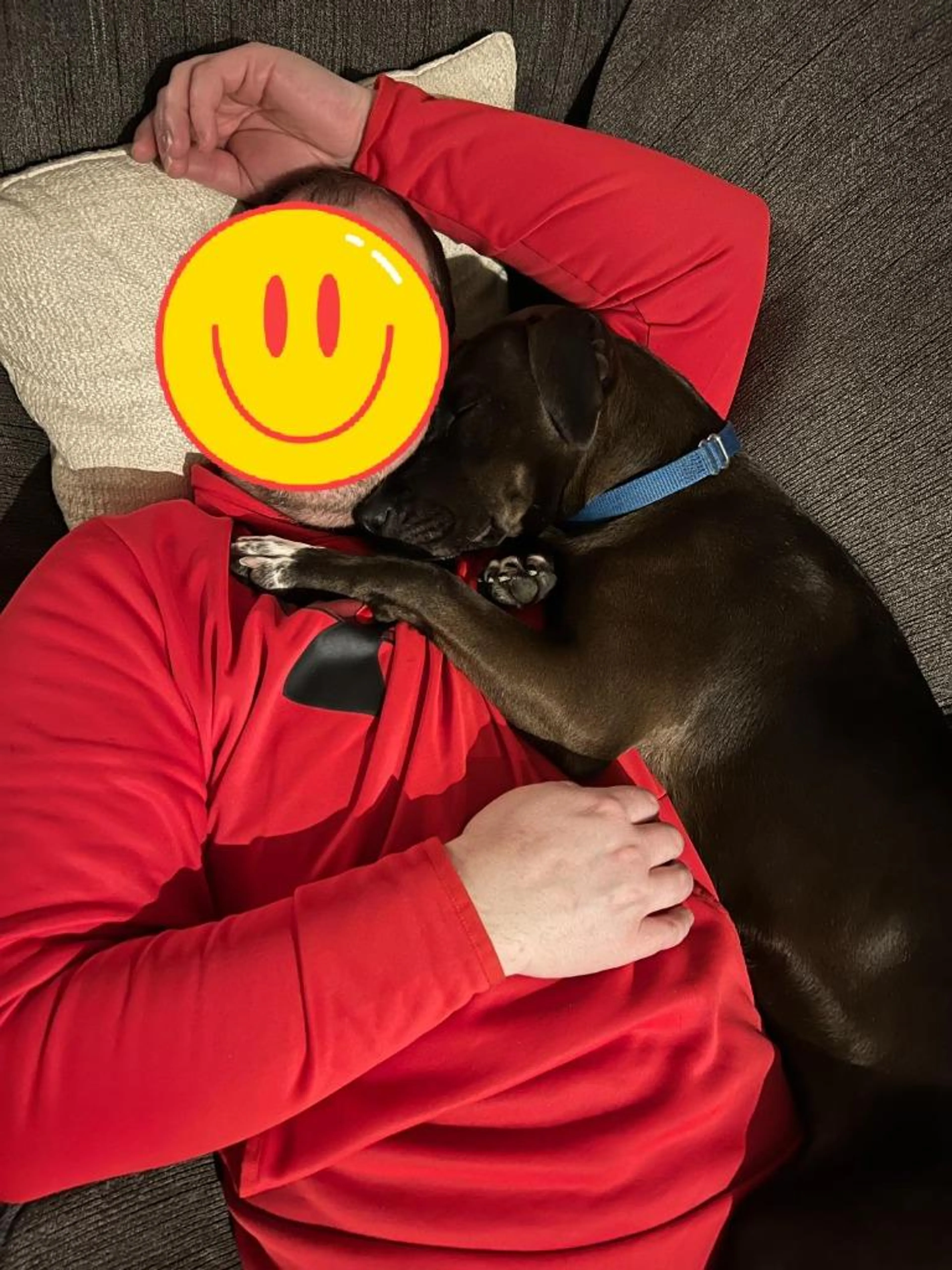 Found pet-2