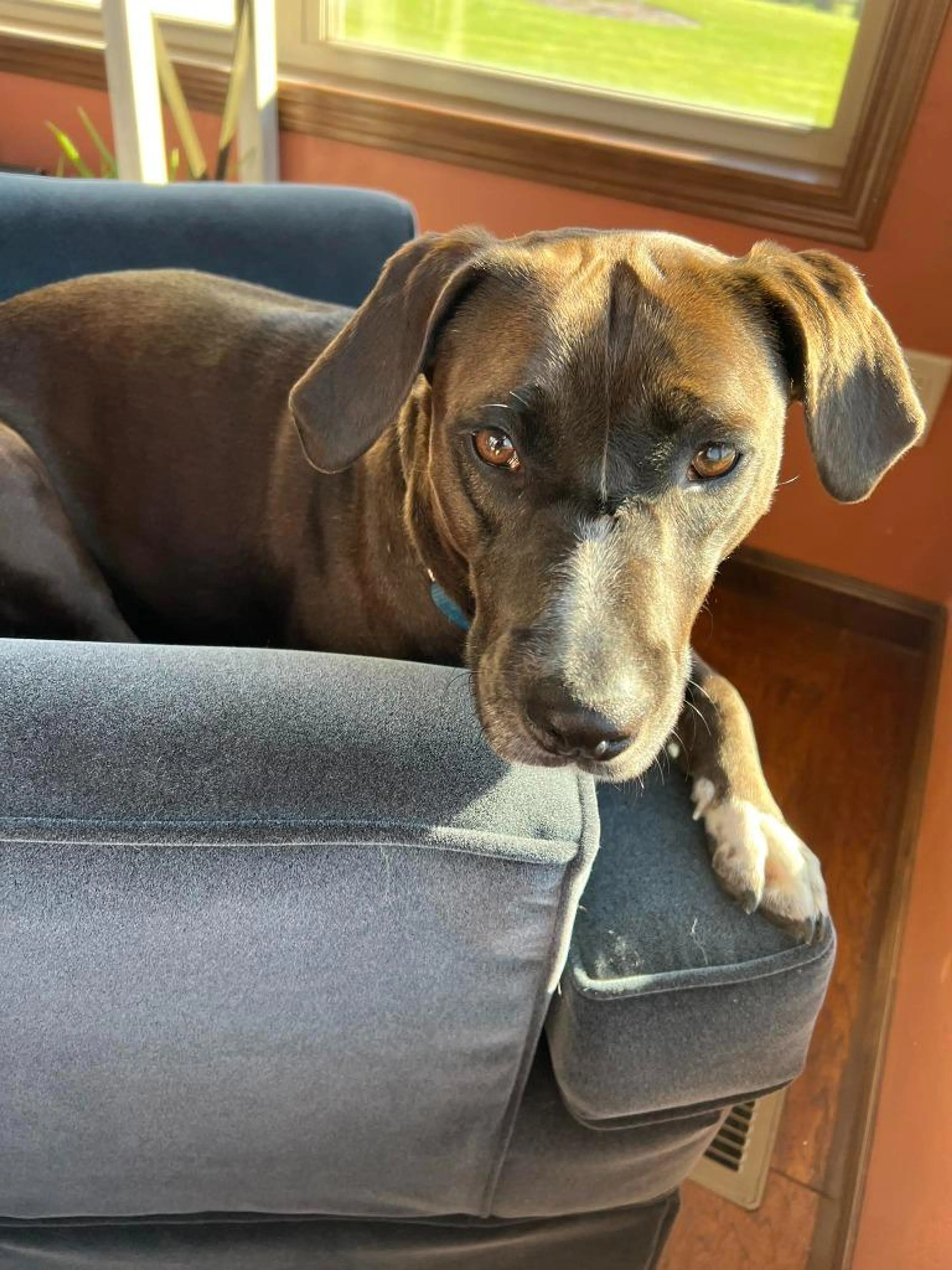 Found pet-5