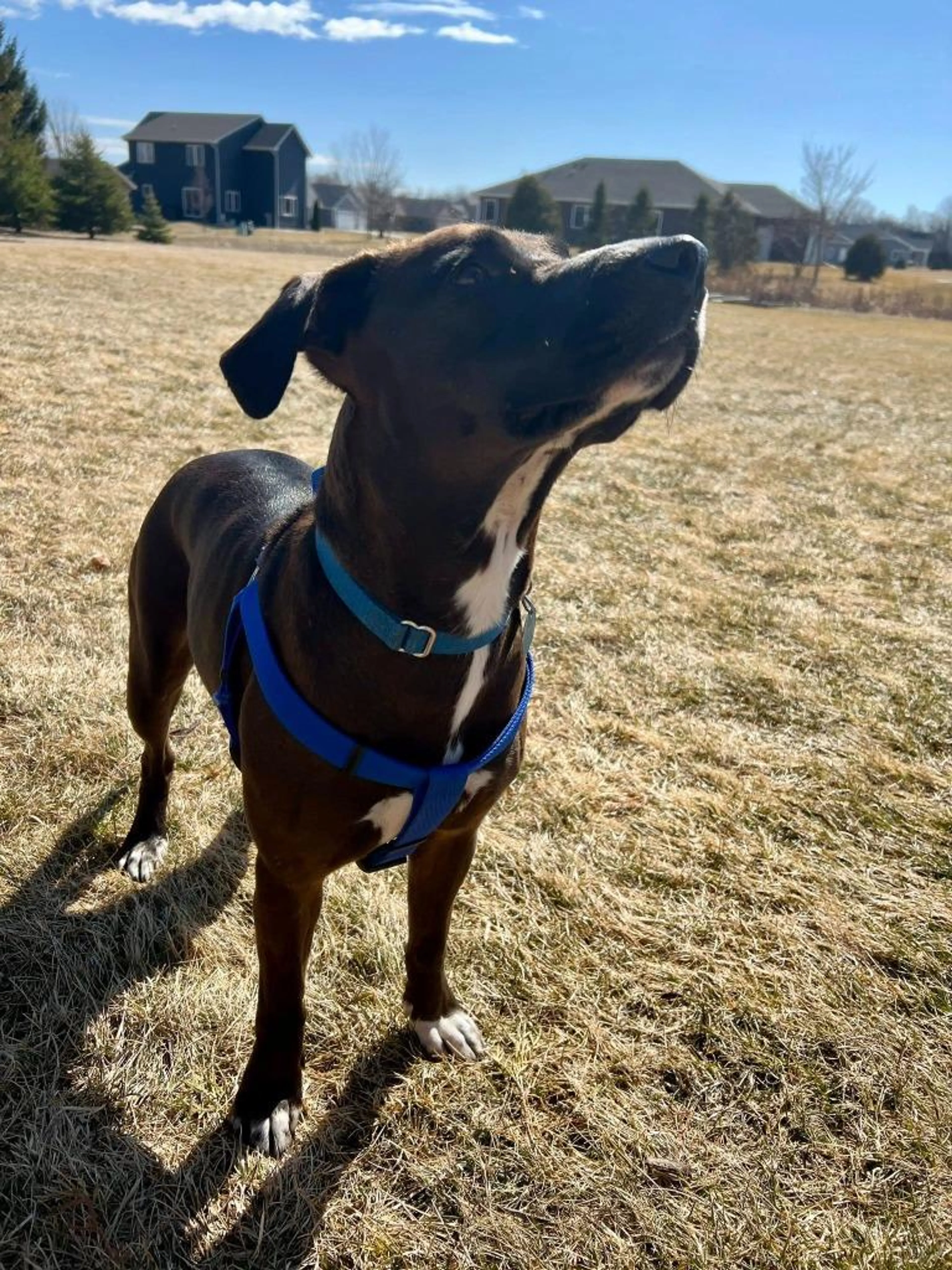 Found pet-3