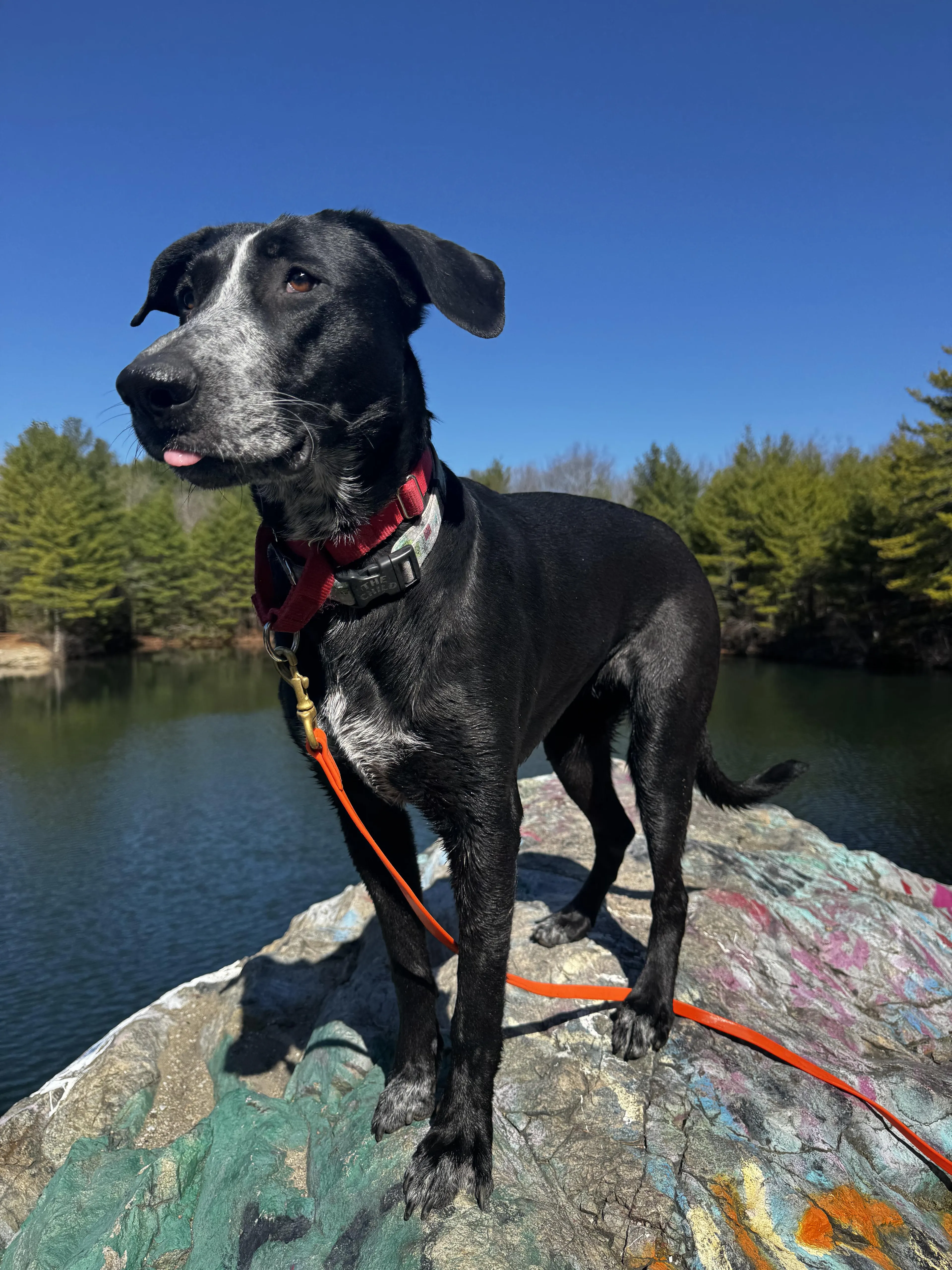 Found pet-2